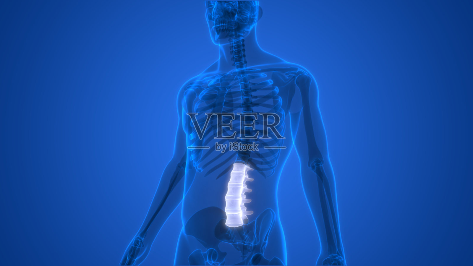 脊髓、脊柱、腰椎的人体骨骼系统解剖照片摄影图片