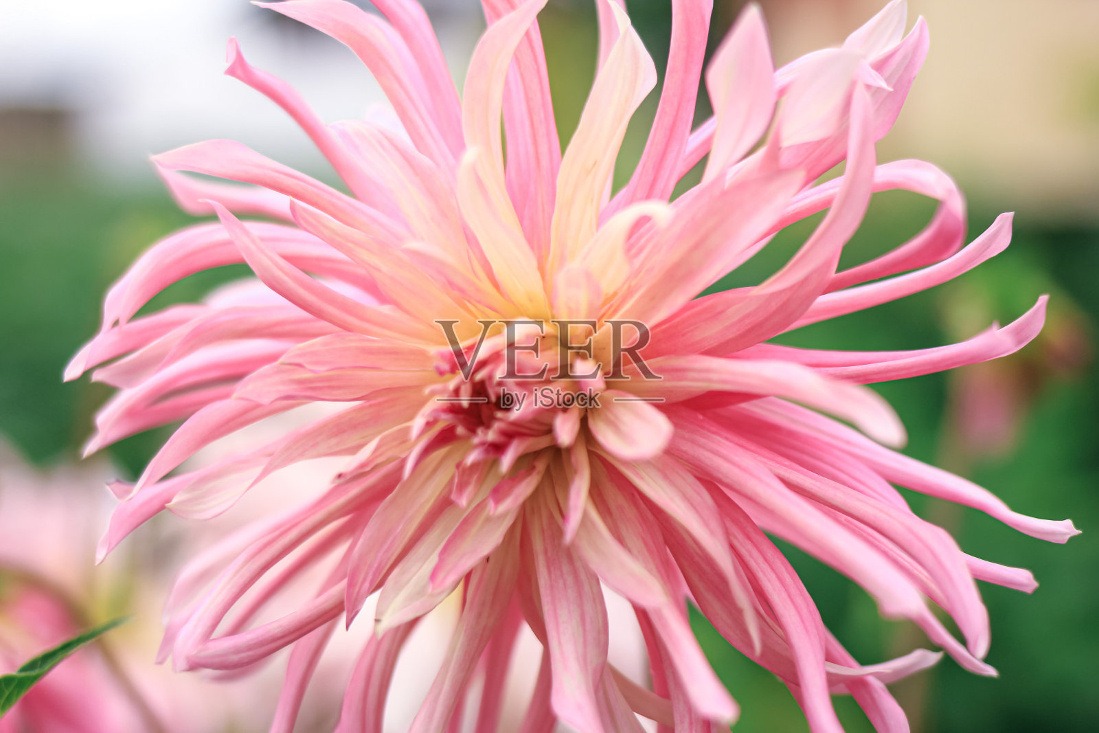 大丽花。近距离观看粉红色的大丽花在花园里。花的美丽的背景。照片摄影图片