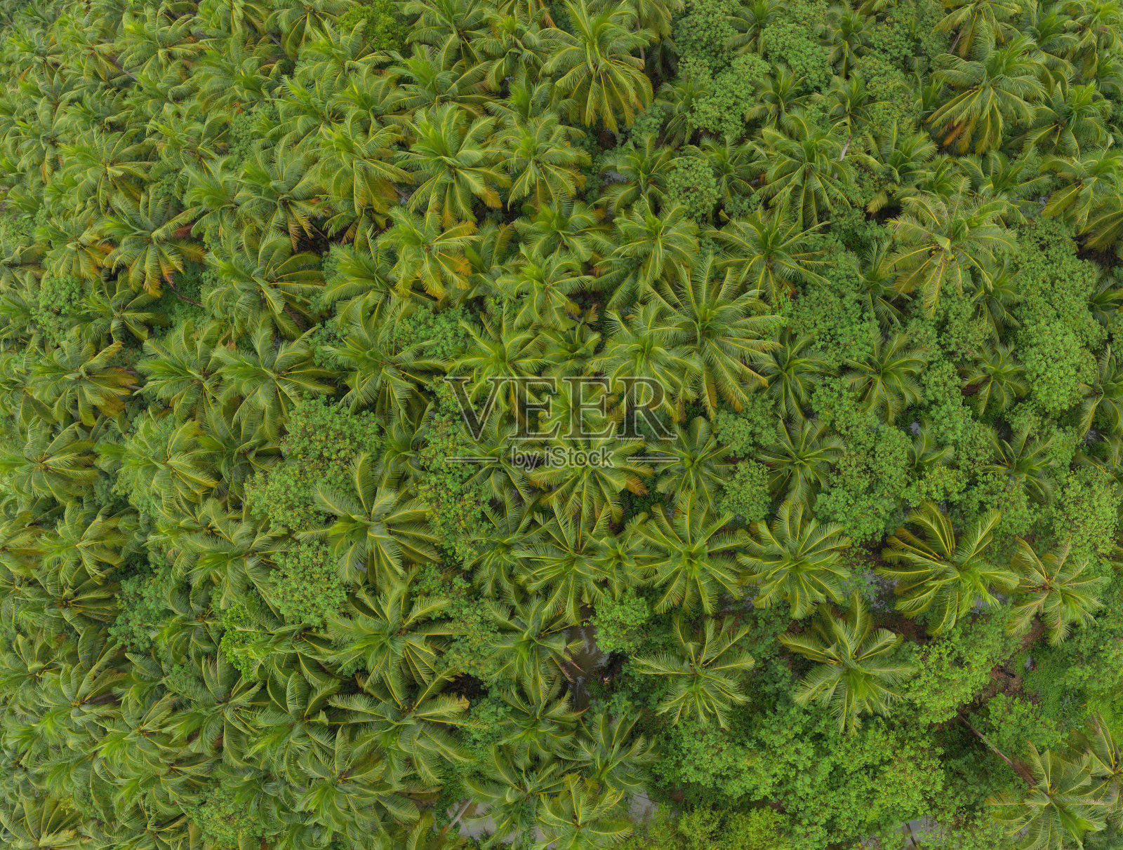 椰子或棕榈树的鸟瞰图。自然景观森林背景农业农场概念，Ratchaburi，泰国。粮食作物。照片摄影图片