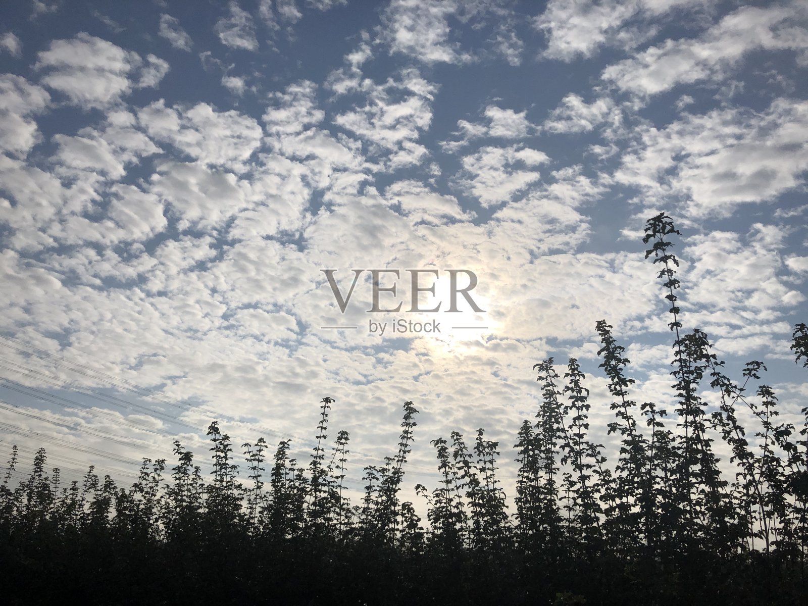 绵羊云在天空照片摄影图片