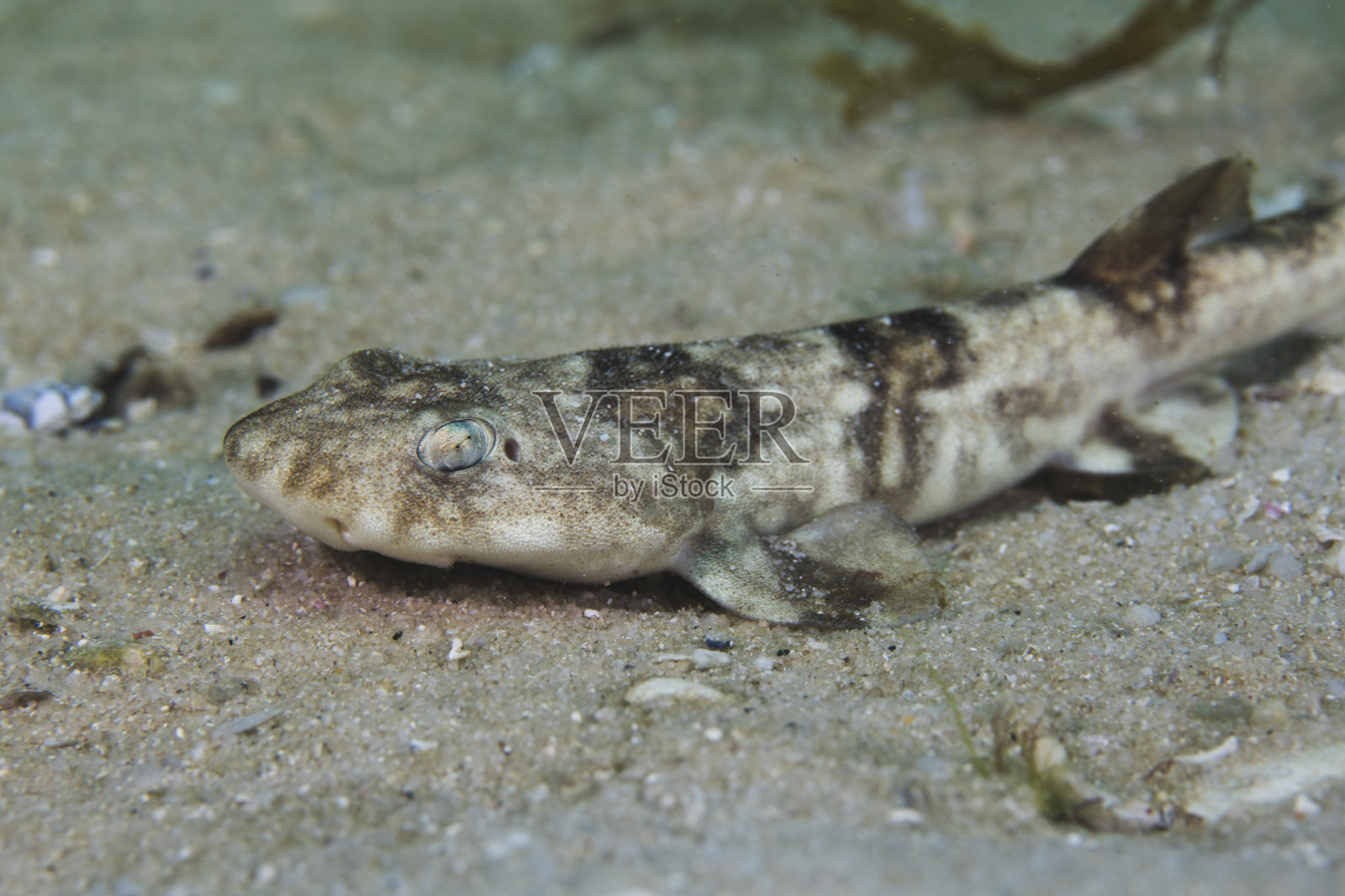 侧面的Puffadder shyshark (Haploblepharus edwardsii)照片摄影图片