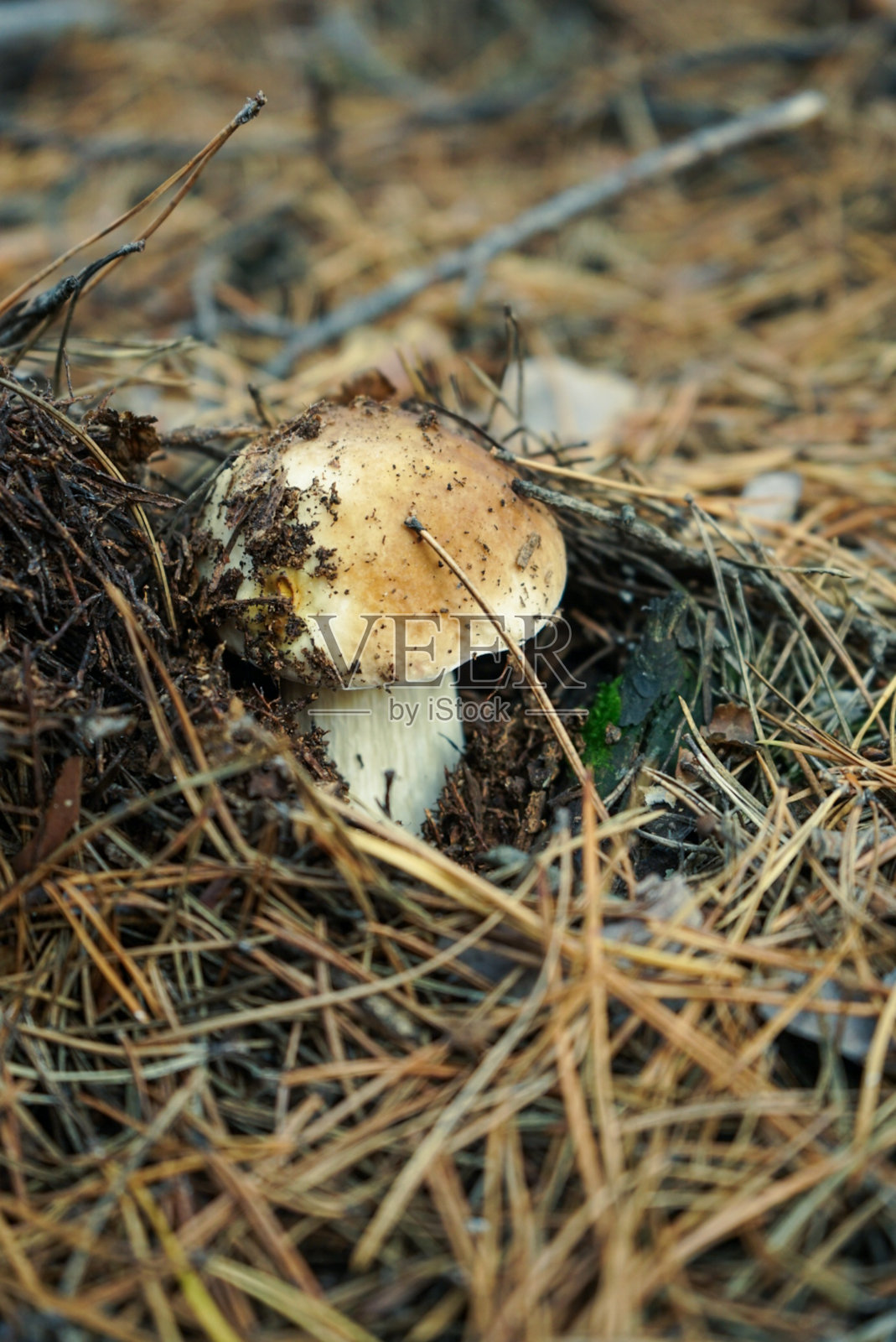 森林中的蘑菇照片摄影图片