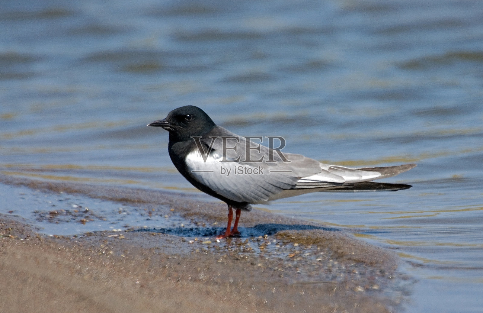 白翅黑燕鸥，白尾燕鸥，白尾燕鸥照片摄影图片