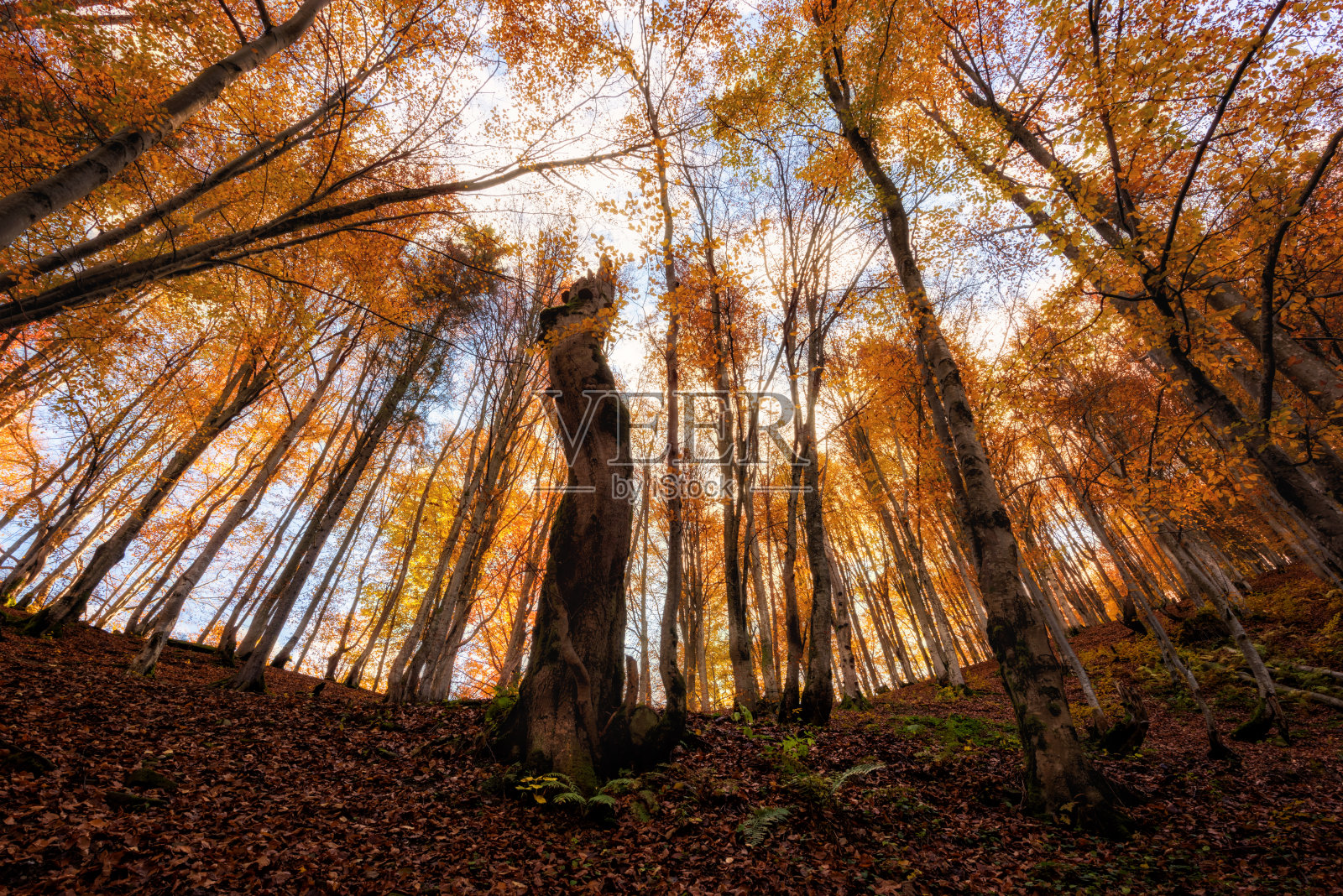 令人惊叹的秋天景观与阳光丰富多彩的森林，金色的秋天树木在阳光和天空，自然的背景照片摄影图片