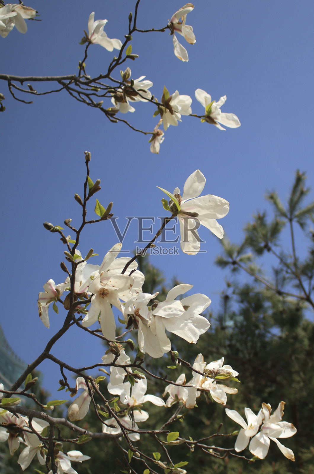 白色的玉兰花照片摄影图片