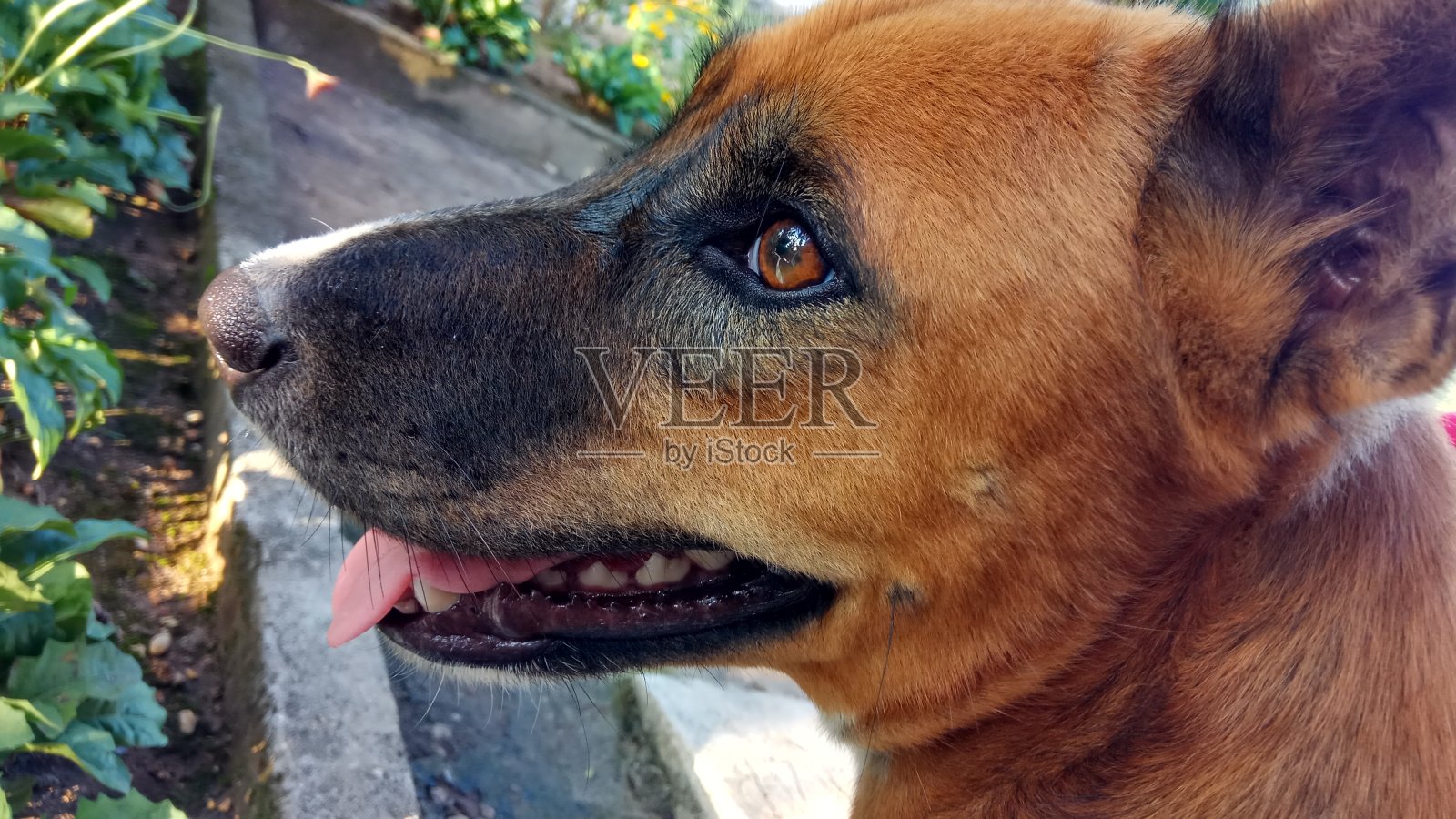 我可爱的宠物照片摄影图片