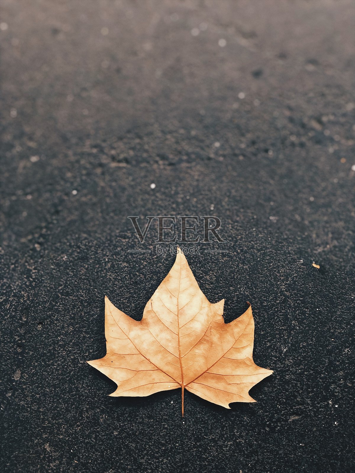 叶照片摄影图片