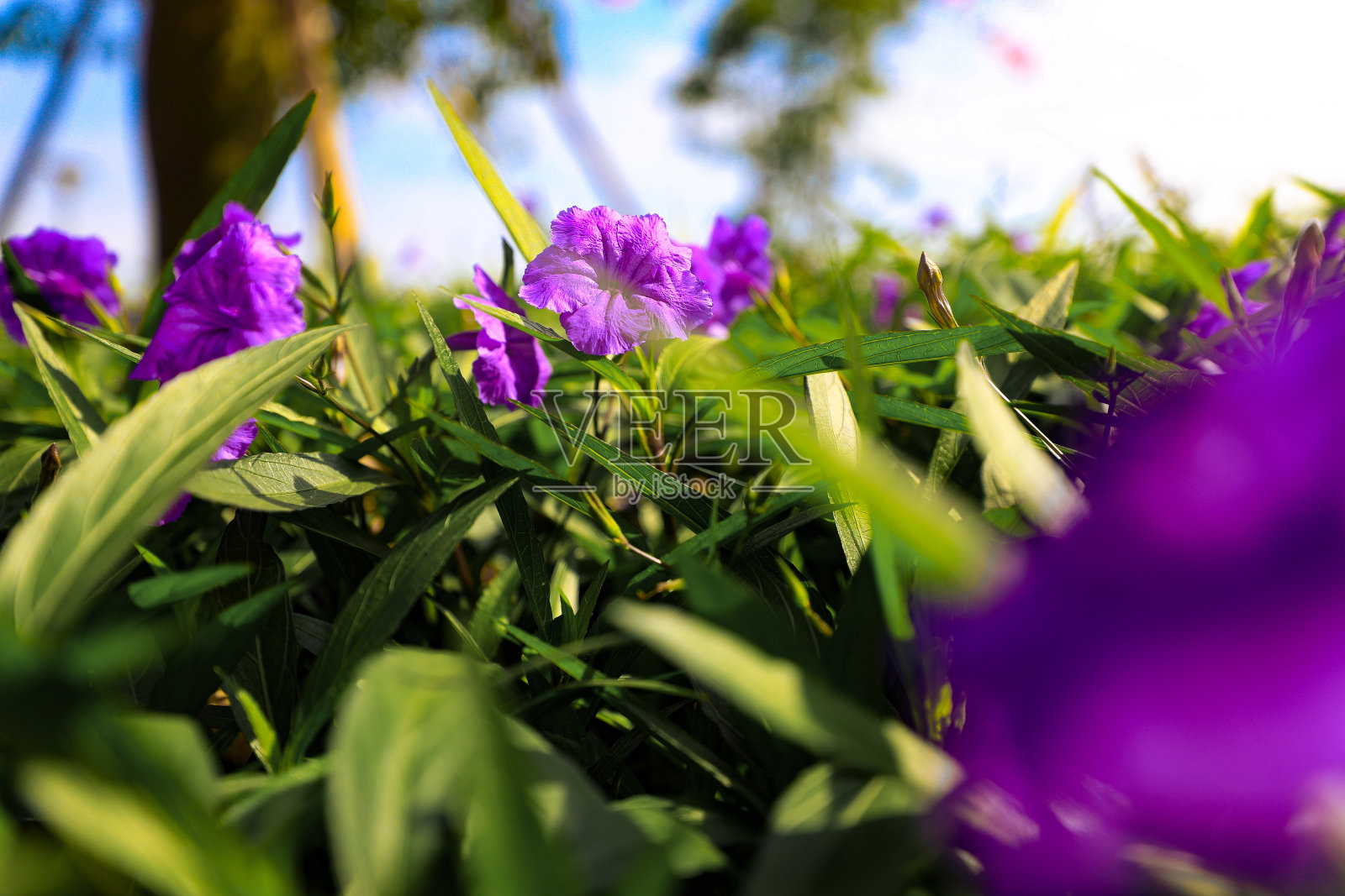 冬天的方式照片摄影图片