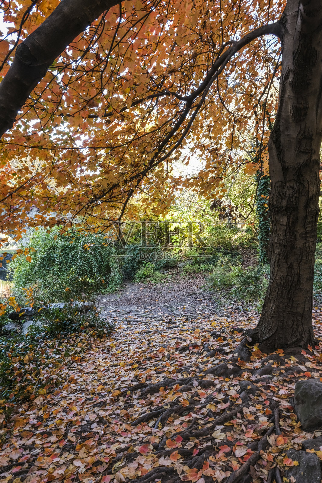 落在中央公园照片摄影图片