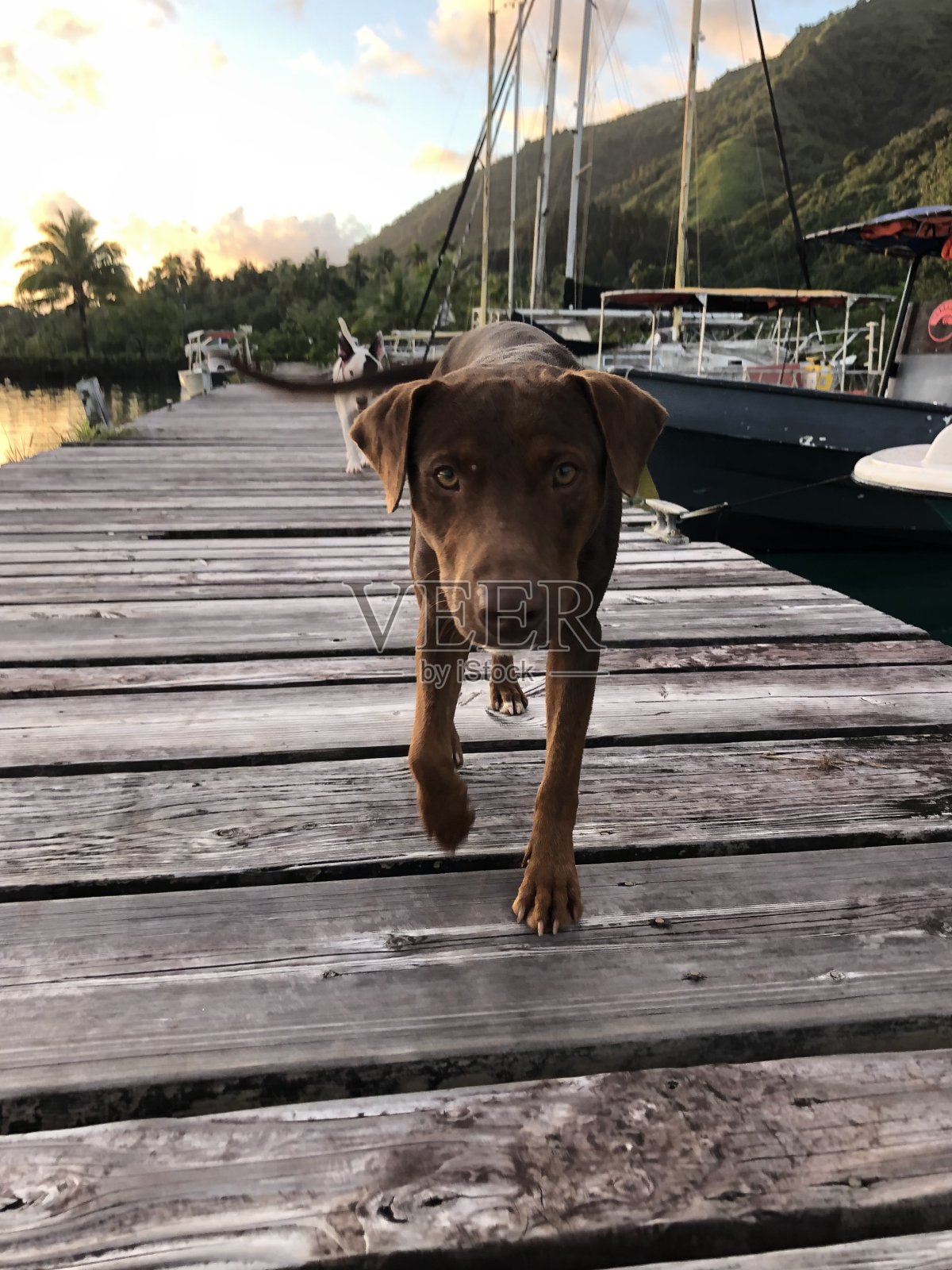 一只棕色的狗在码头上散步，看着摄像机照片摄影图片