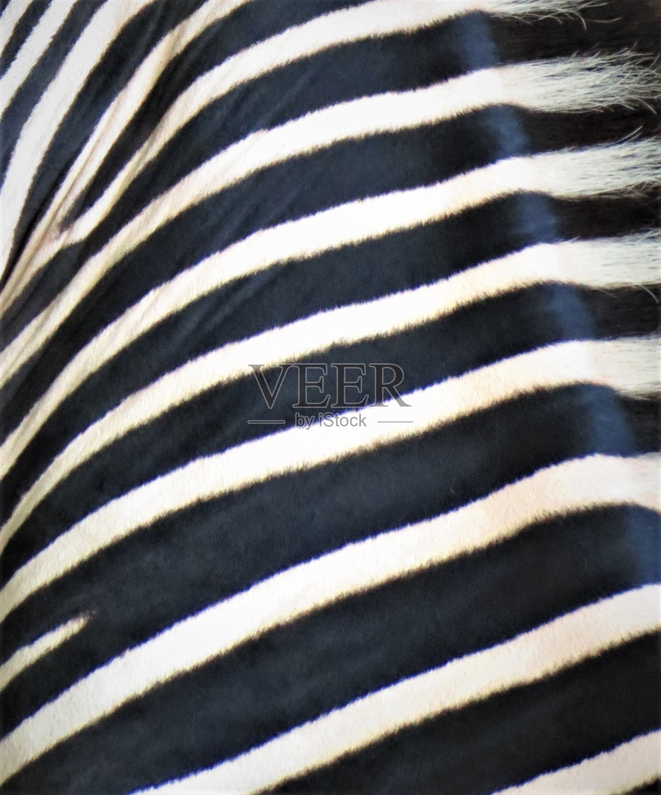 斑马条纹。照片摄影图片