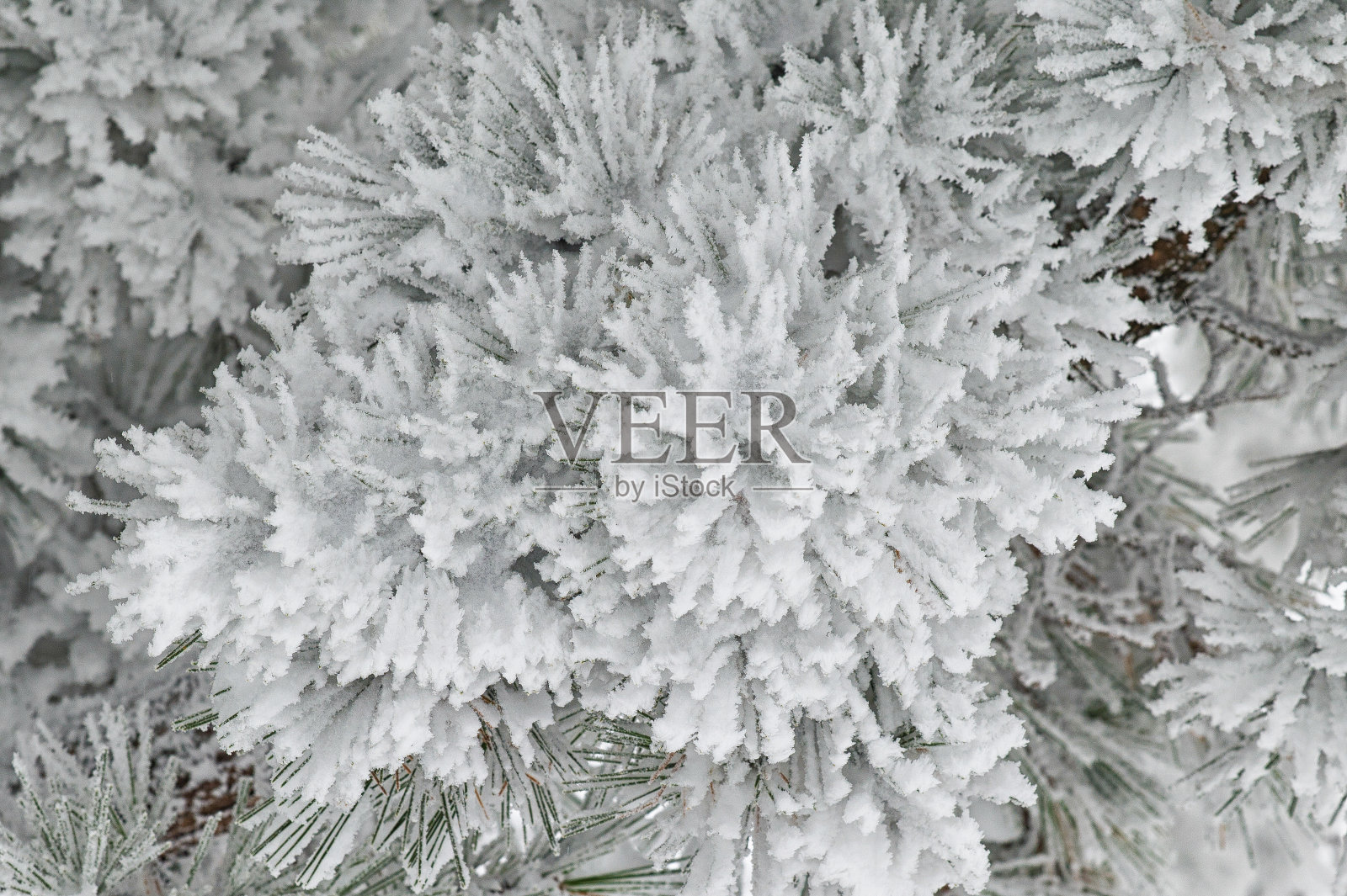 冷淡的树枝照片摄影图片