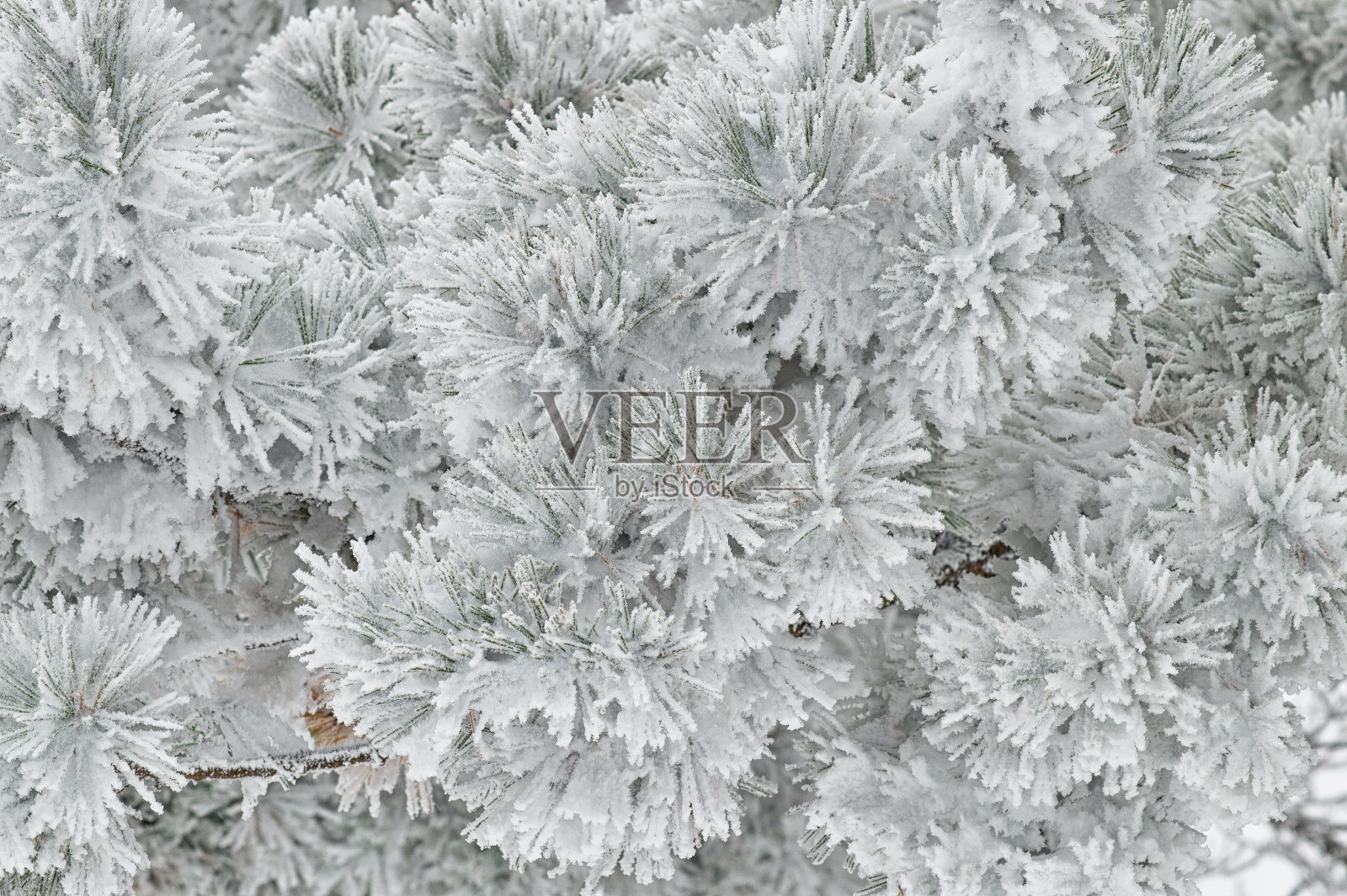 冷淡的树枝照片摄影图片