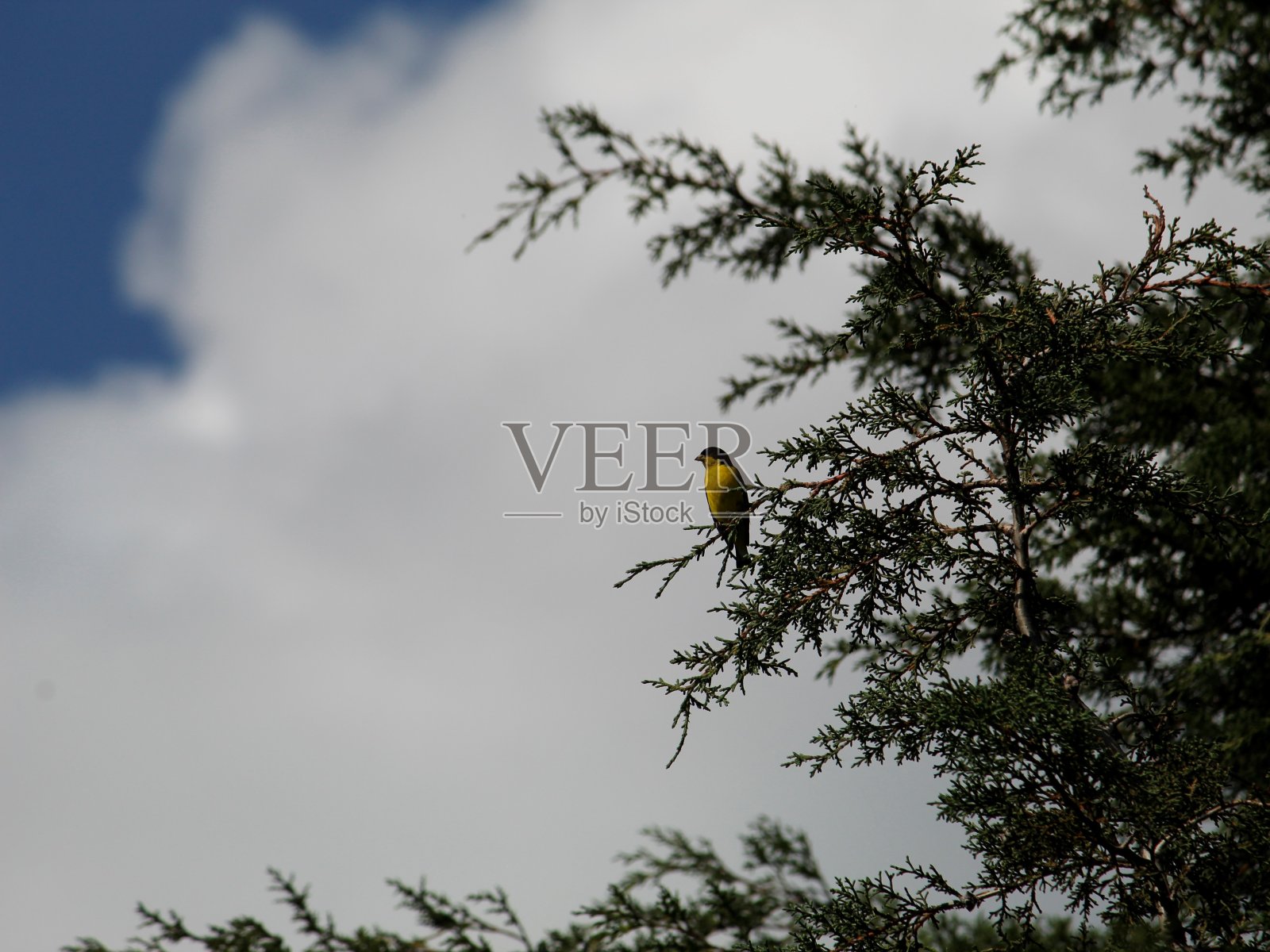 32、关爱环境关爱野生动物照片摄影图片