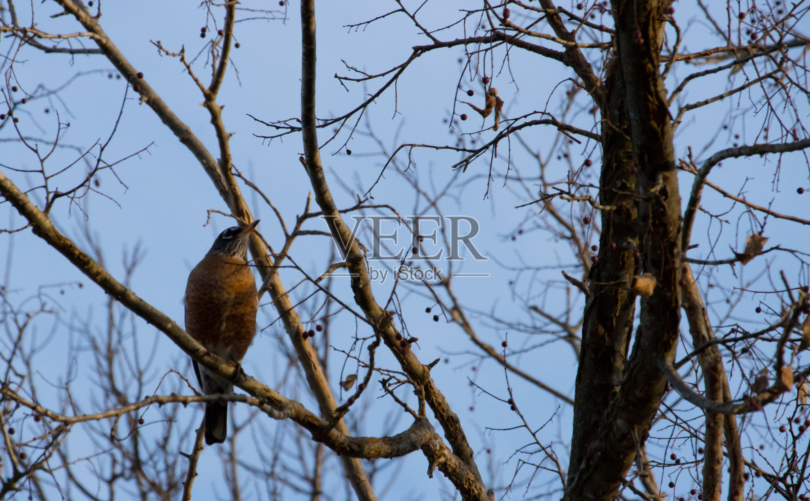 一个美国罗宾照片摄影图片