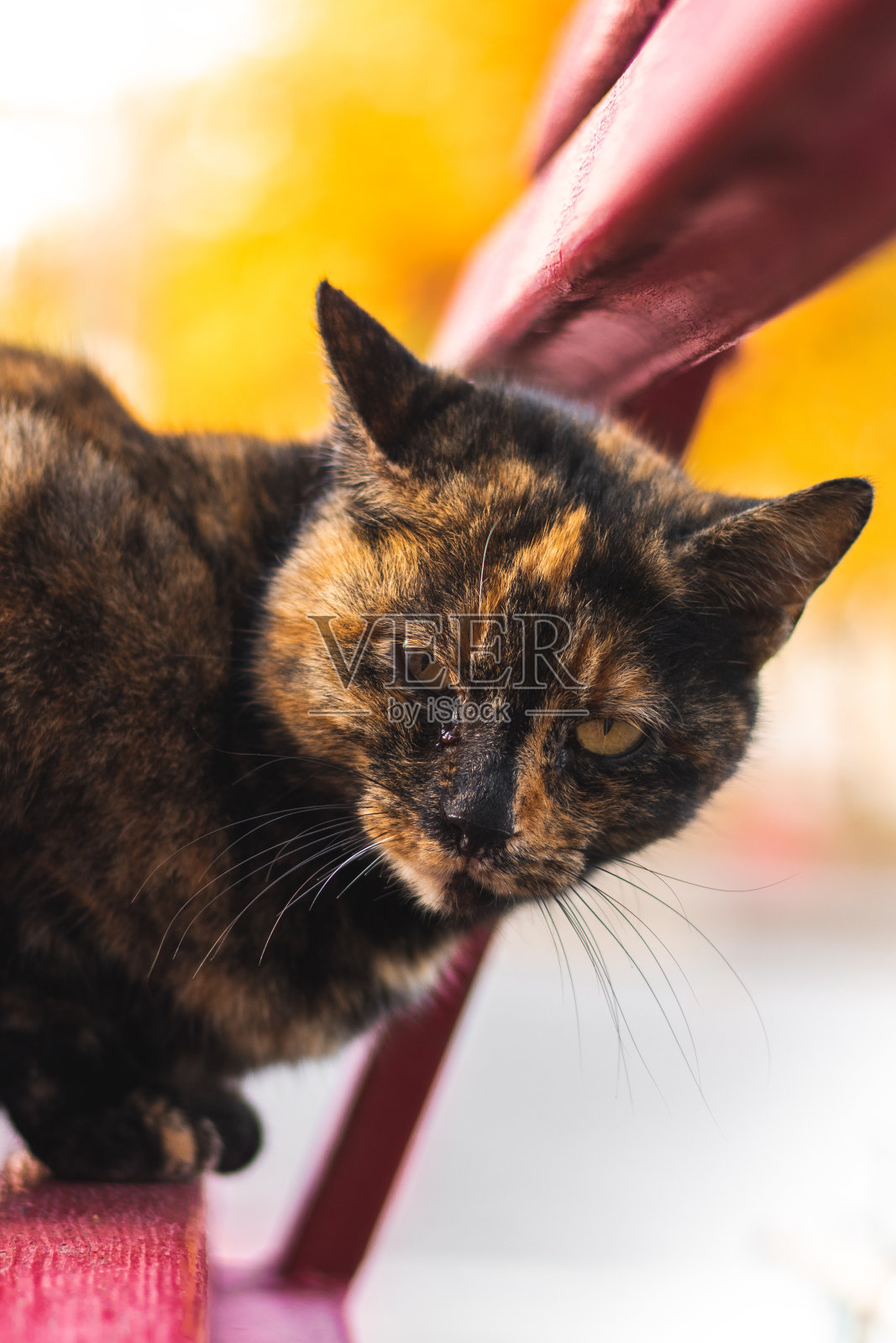 流浪猫的肖像动物吃残羹剩饭照片摄影图片