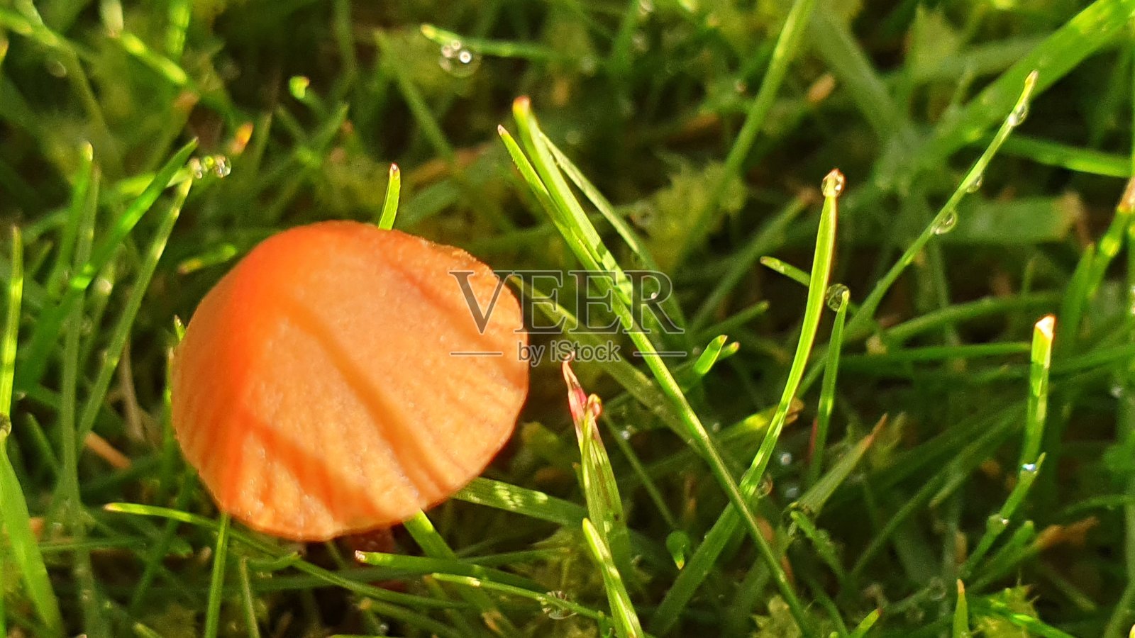 蘑菇照片摄影图片