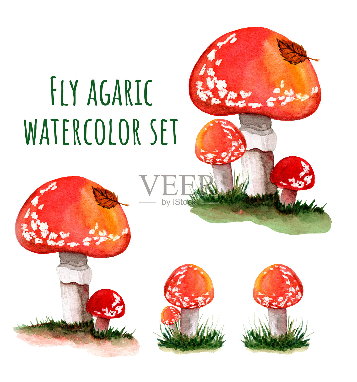 苍蝇木耳水彩画设置在草地上孤立的白色背景。红色毒蕈插画图片素材