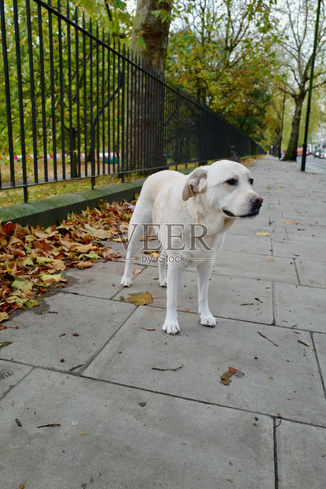 伦敦的拉布拉多犬照片摄影图片