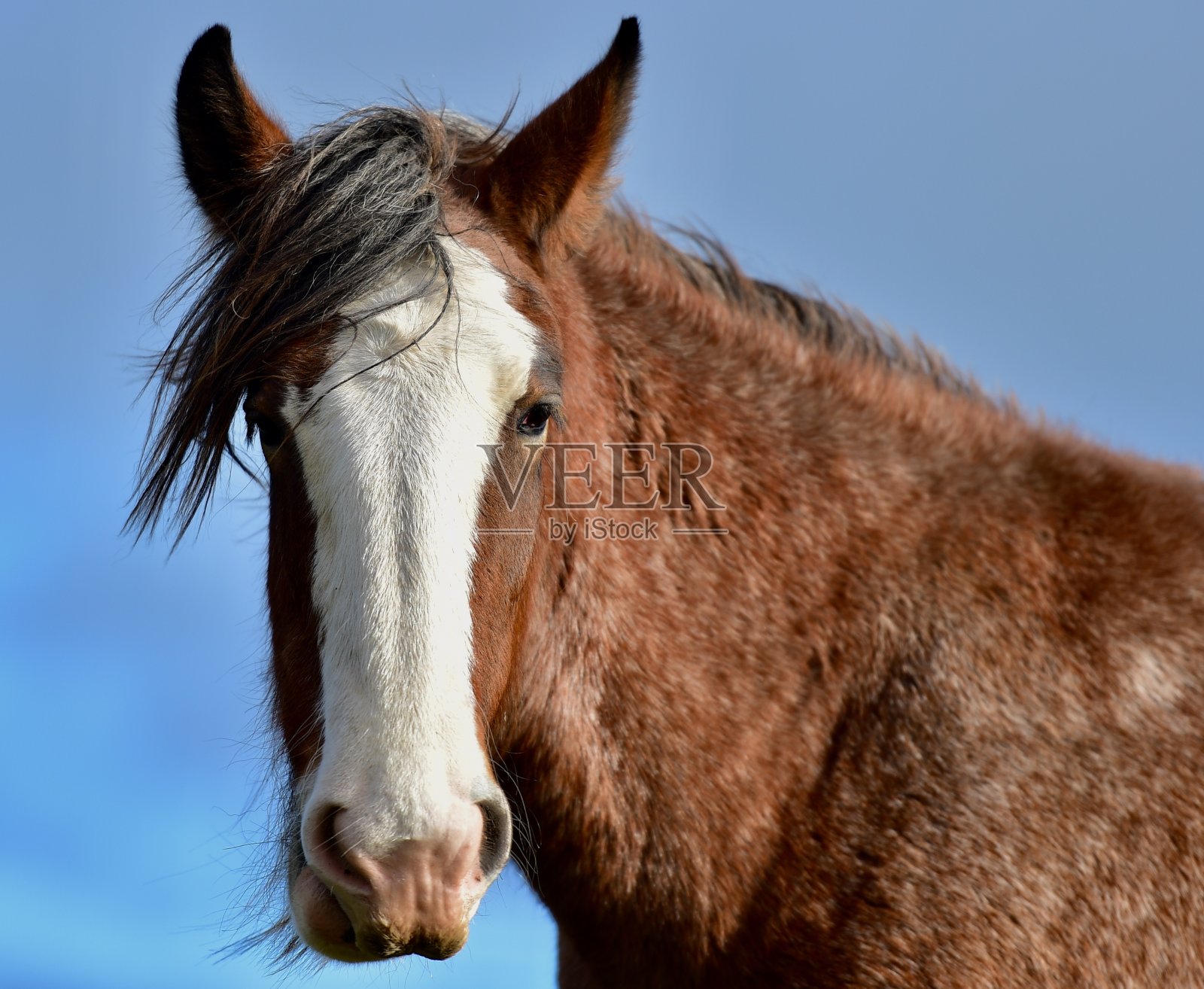 强健的挽马照片摄影图片
