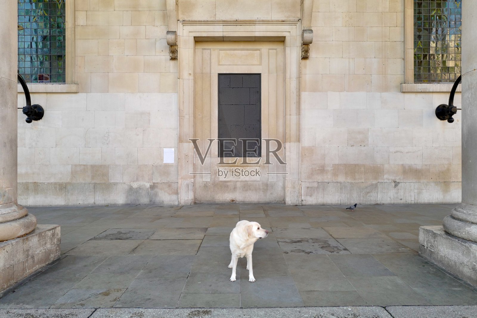 伦敦的拉布拉多犬照片摄影图片