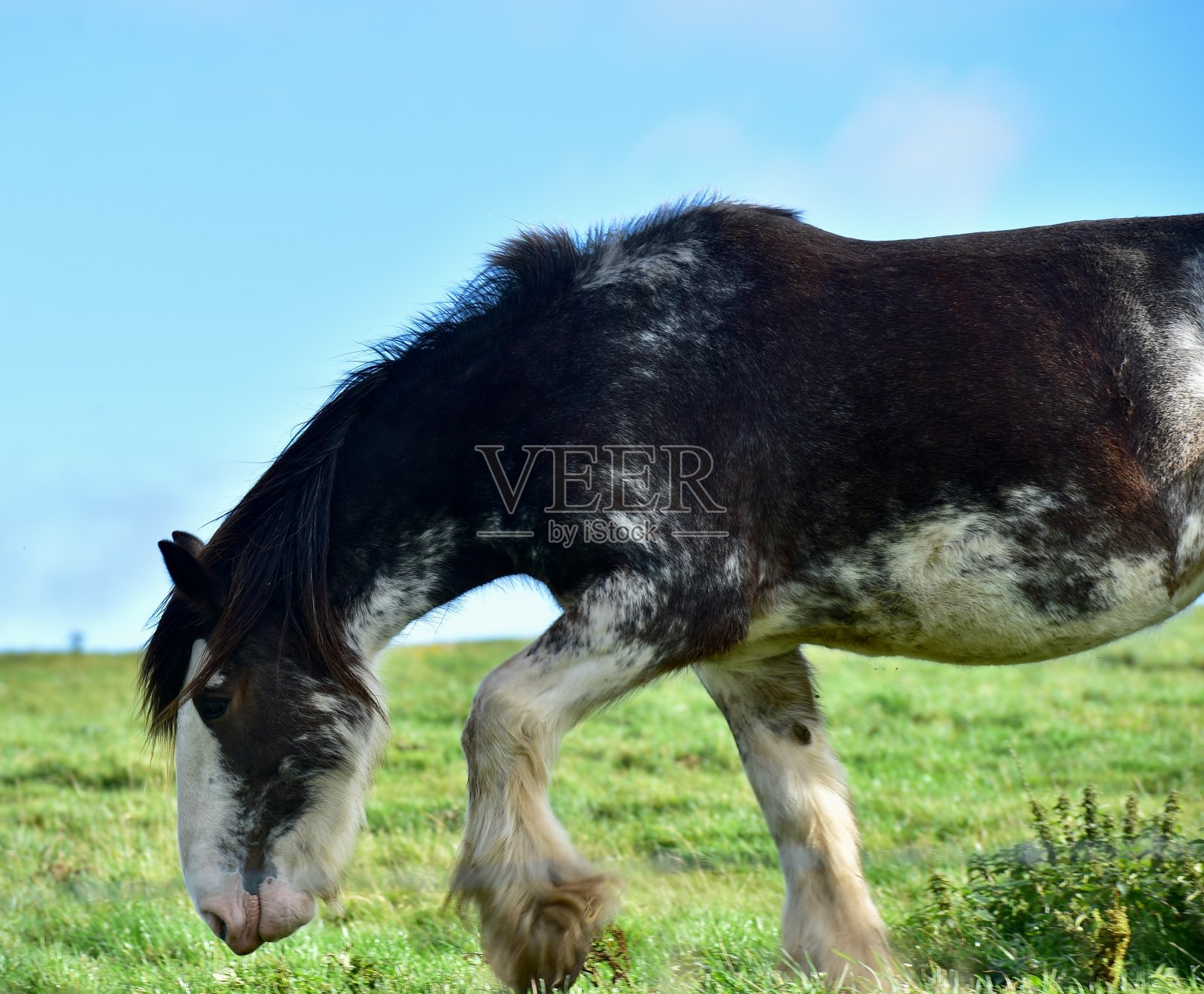 强健的挽马照片摄影图片