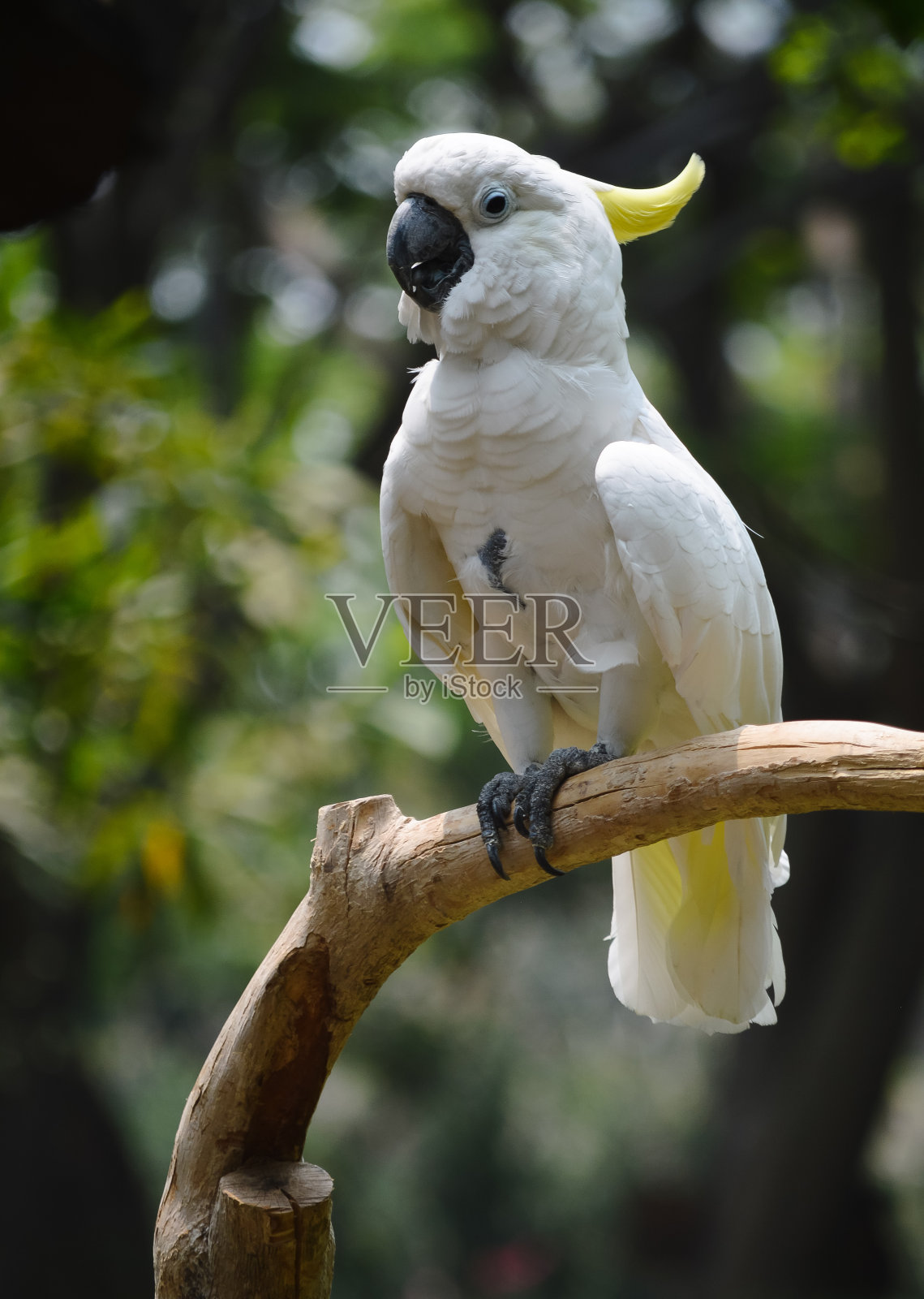 印尼的风头鹦鹉照片摄影图片