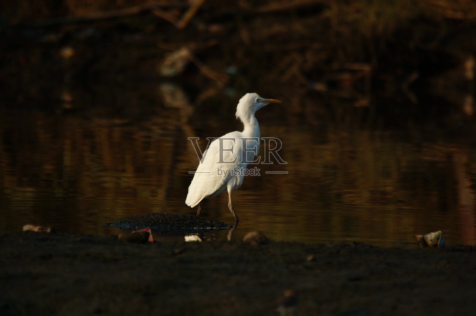牛白鹭正在河边觅食照片摄影图片