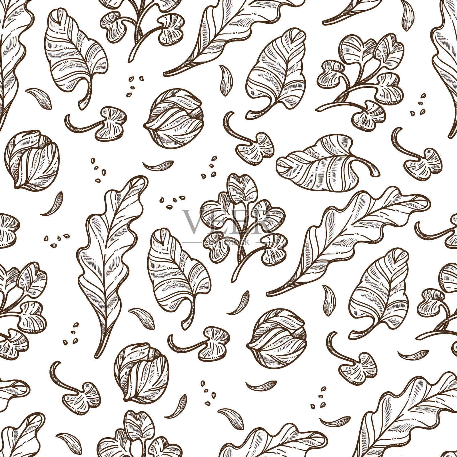 卷心菜为素食者提供了有机食物插画图片素材