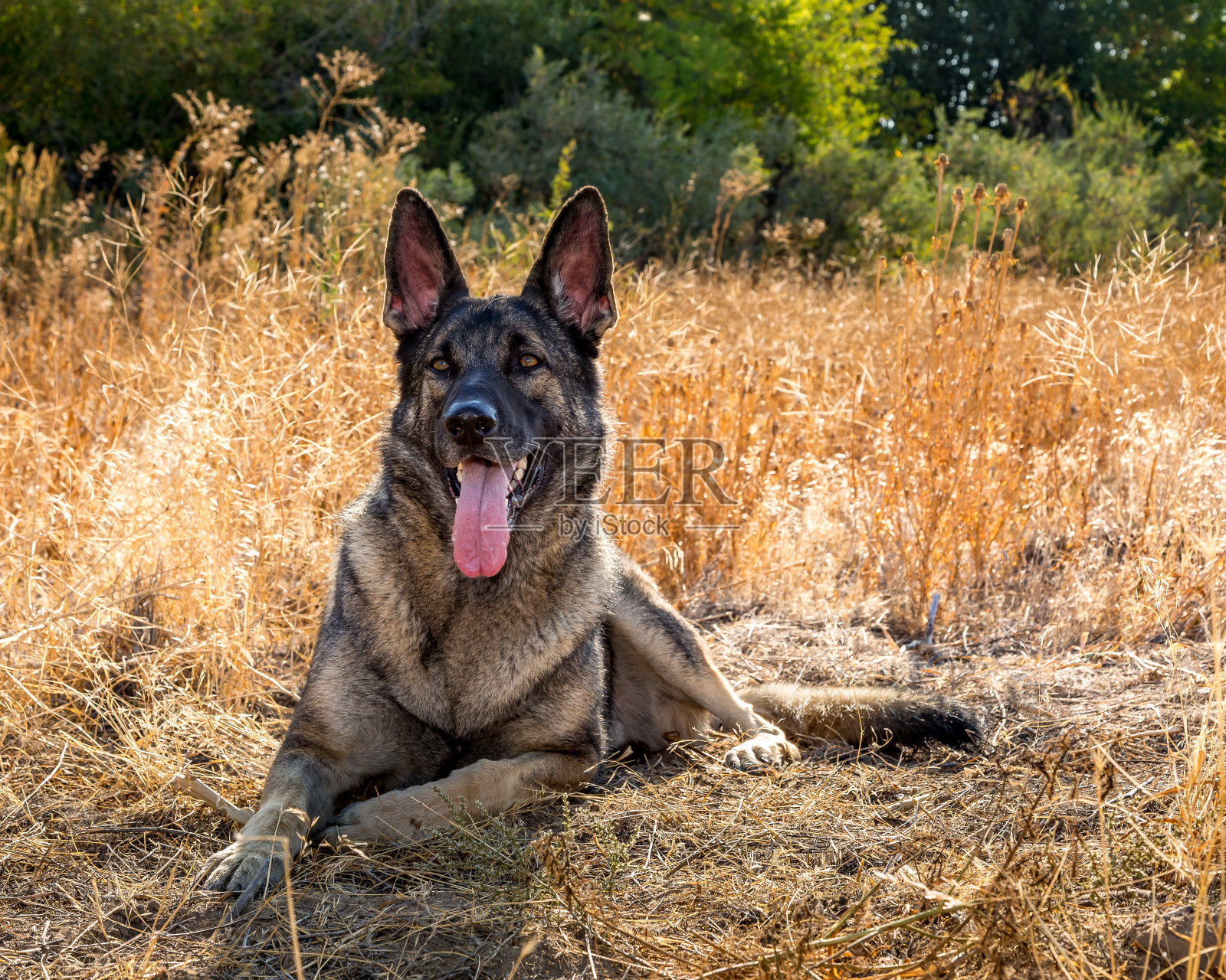 德国牧羊犬照片摄影图片