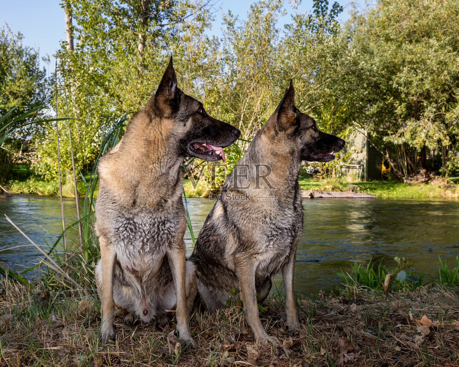 德国牧羊犬照片摄影图片