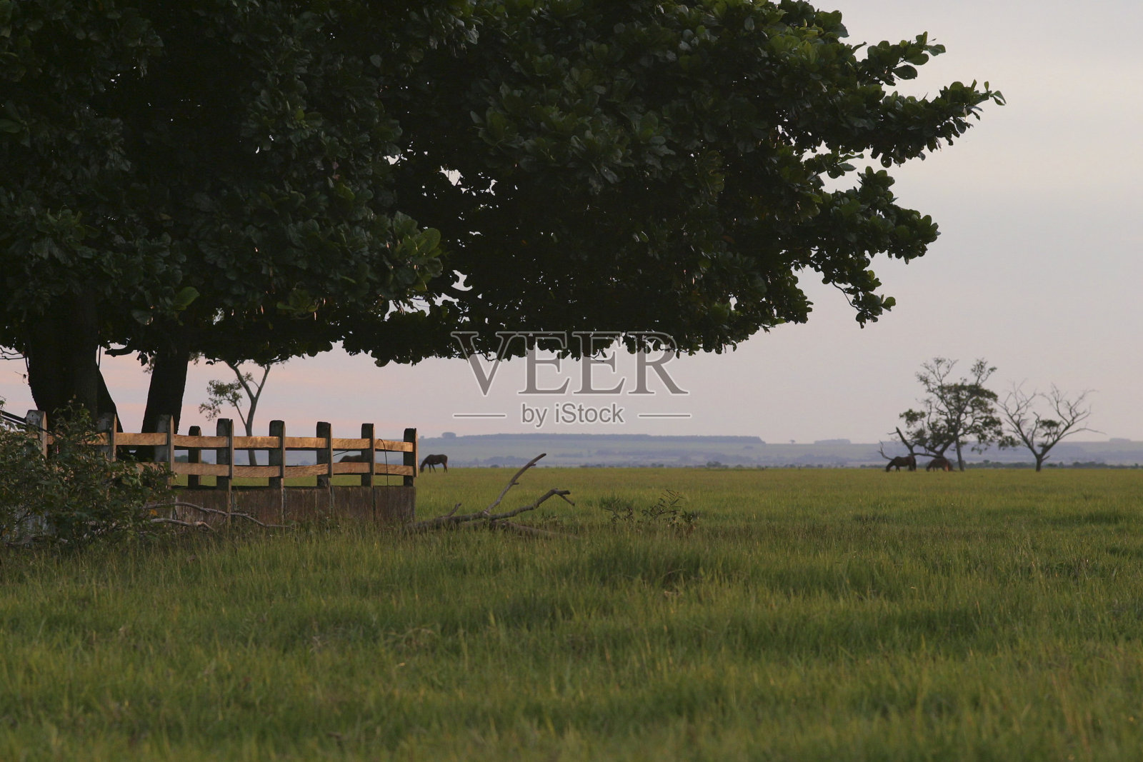 农场牧场的全景与树木照片摄影图片