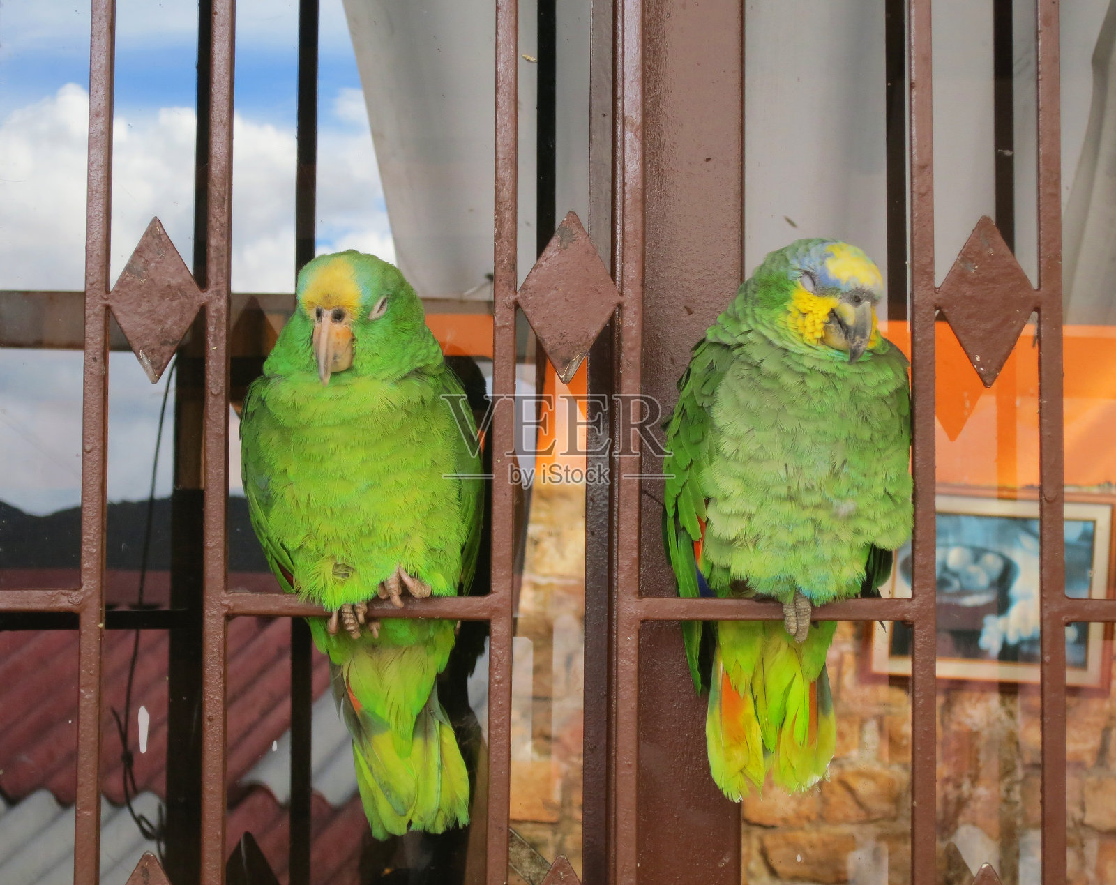 橙色翅膀的亚马逊河，亚马逊河照片摄影图片