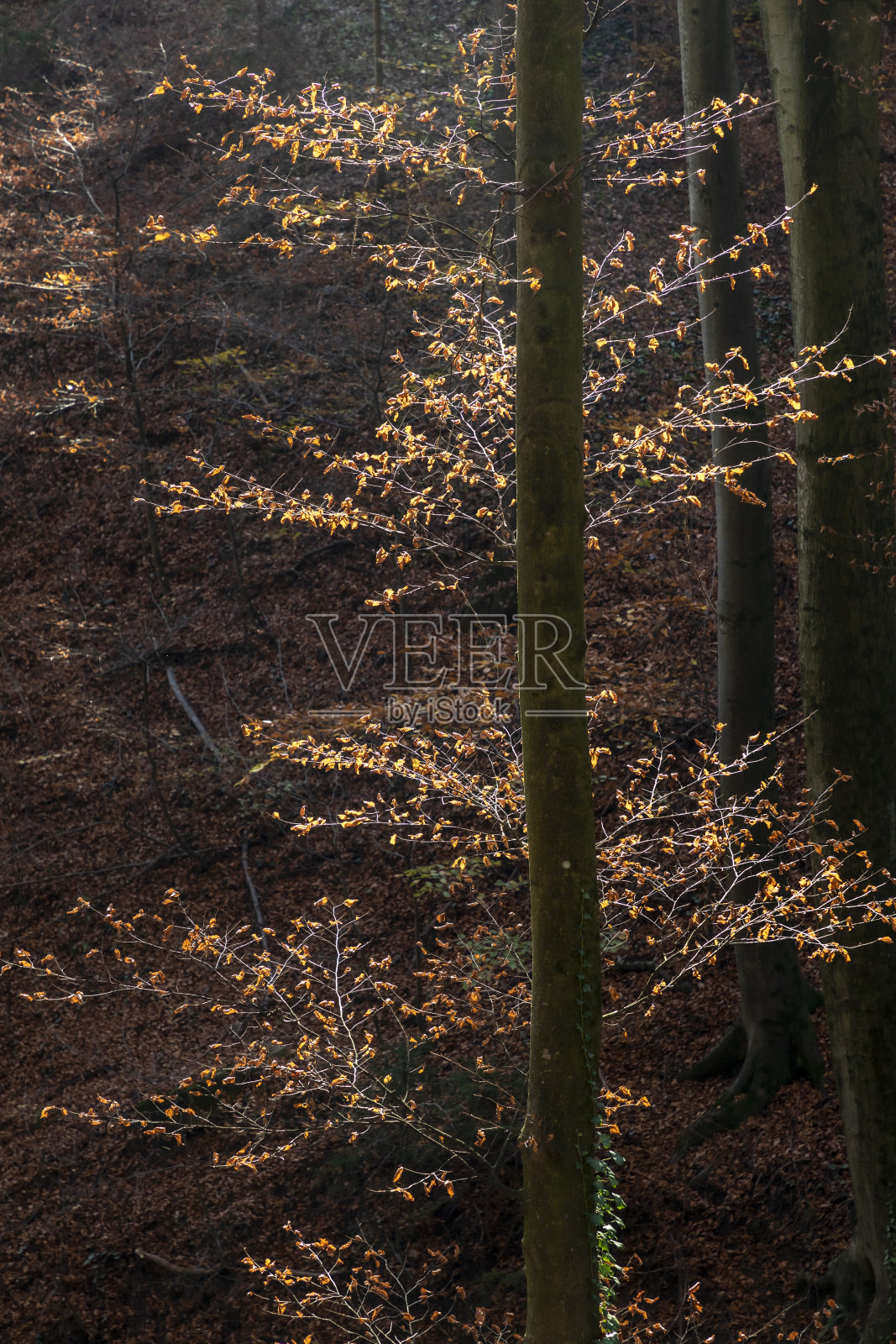 秋天,奥地利照片摄影图片