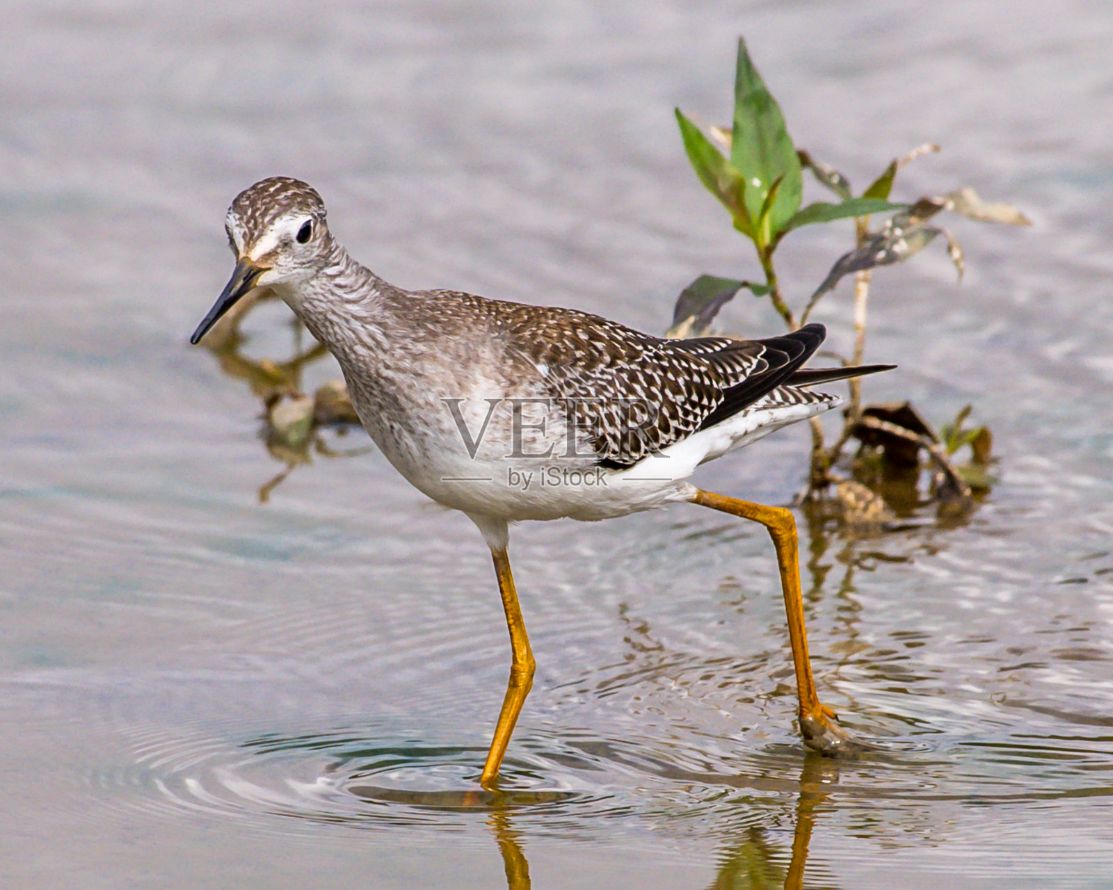 小黄腿涉水鸟在亨特利草地公园照片摄影图片
