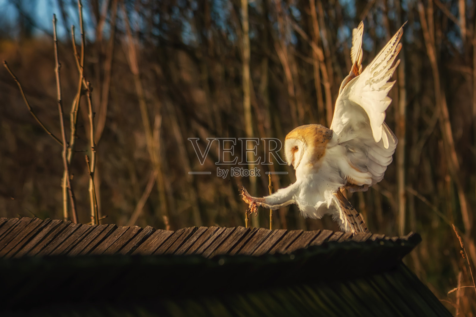 谷仓猫头鹰Tyto alba降落在木质屋顶上照片摄影图片