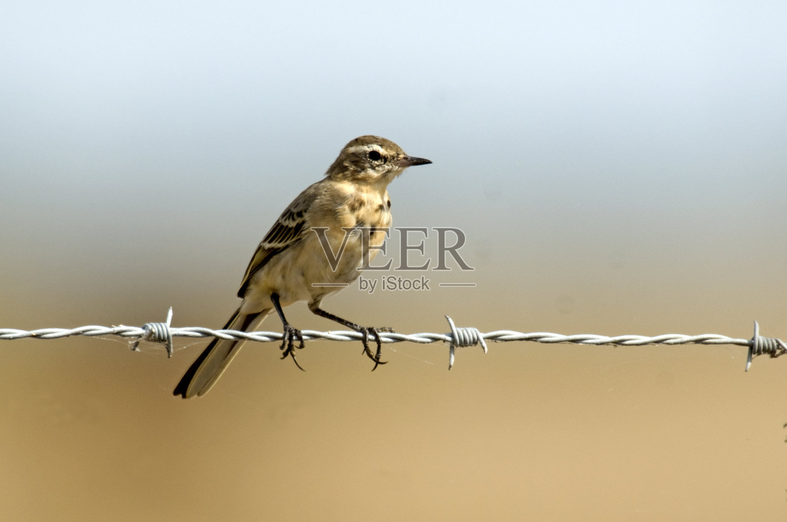 黄色鹡鸰照片摄影图片