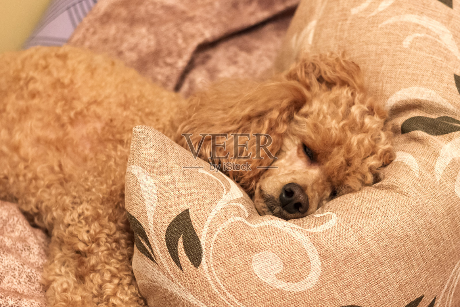 一只悲伤的、生病的、疲倦的狮子狗躺在床上照片摄影图片