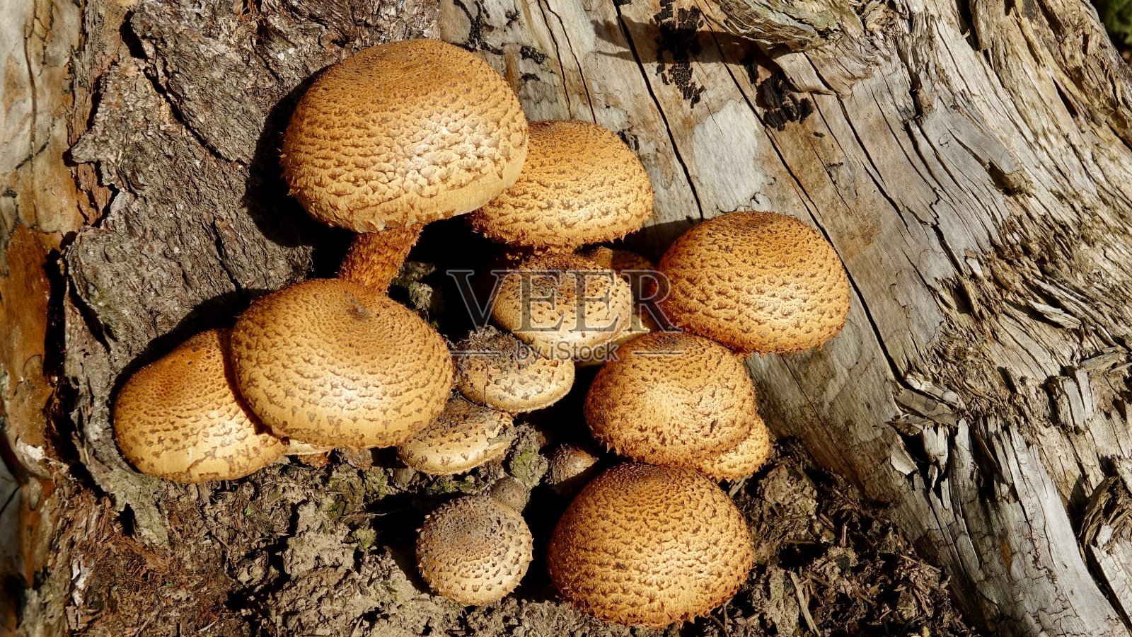 秋天森林里的蘑菇照片摄影图片