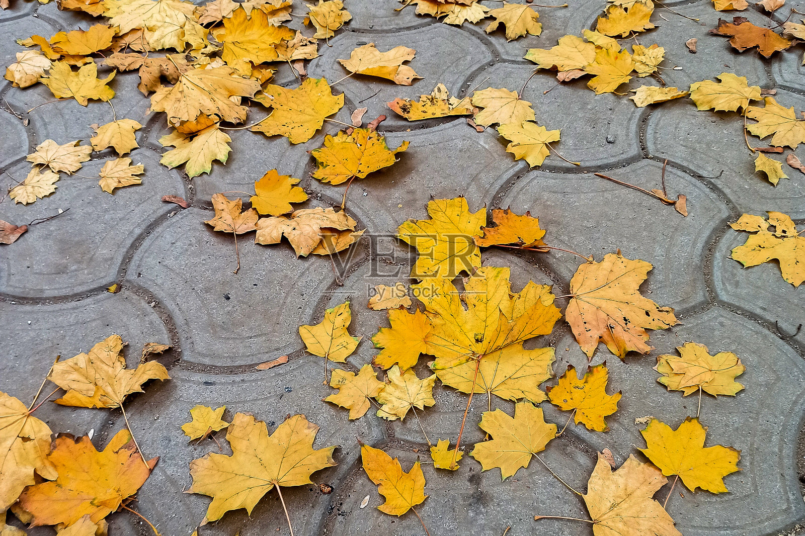 秋天。枫叶。落在铺路板上的枫叶。照片摄影图片