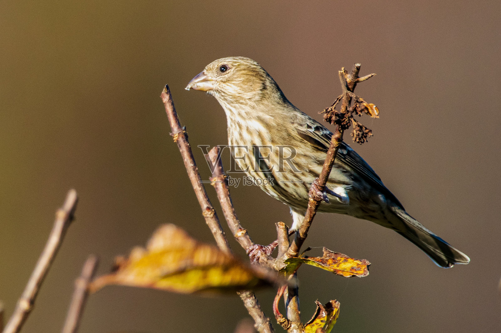 松黄花栖息在树枝上照片摄影图片