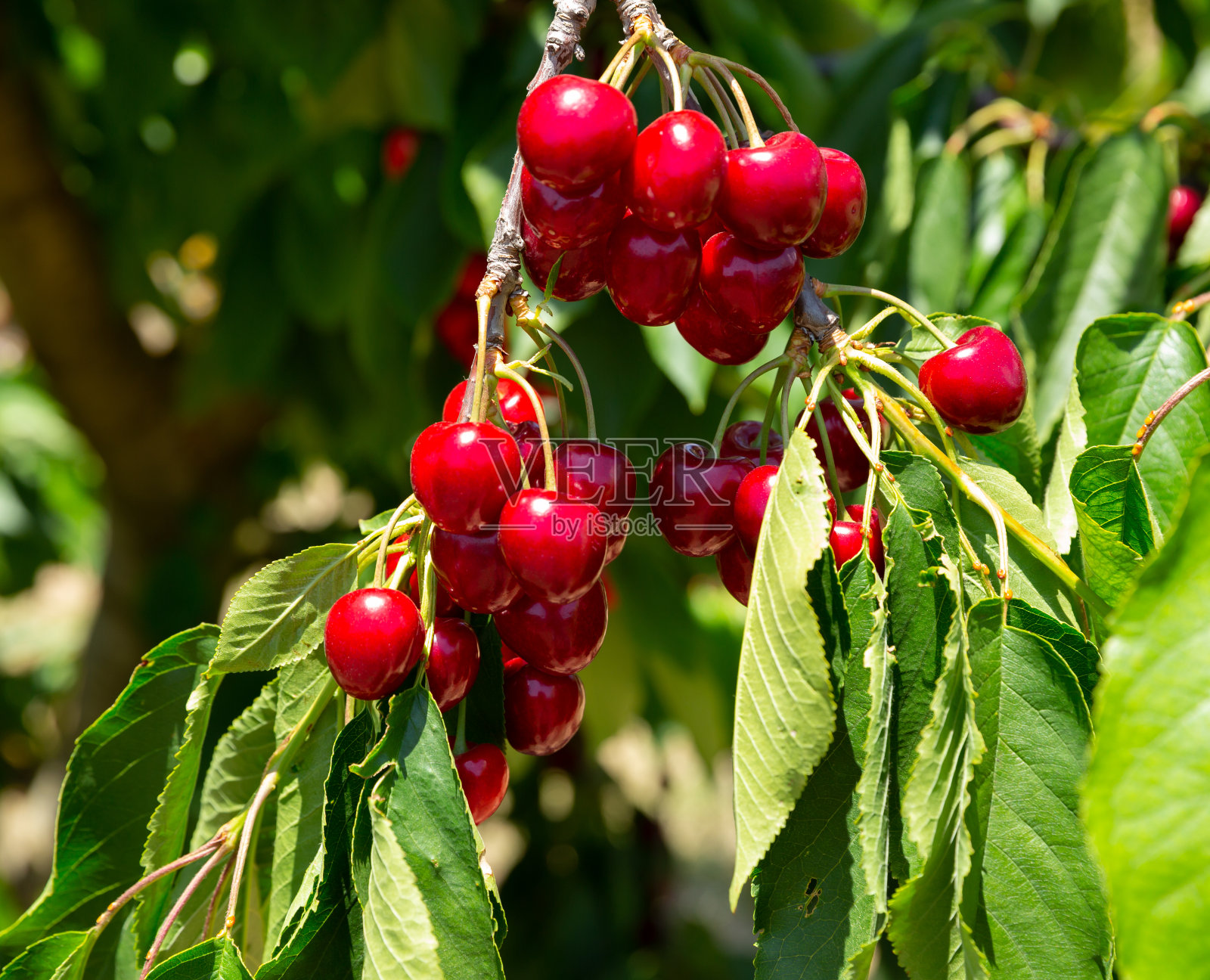 树上成熟的甜樱桃照片摄影图片
