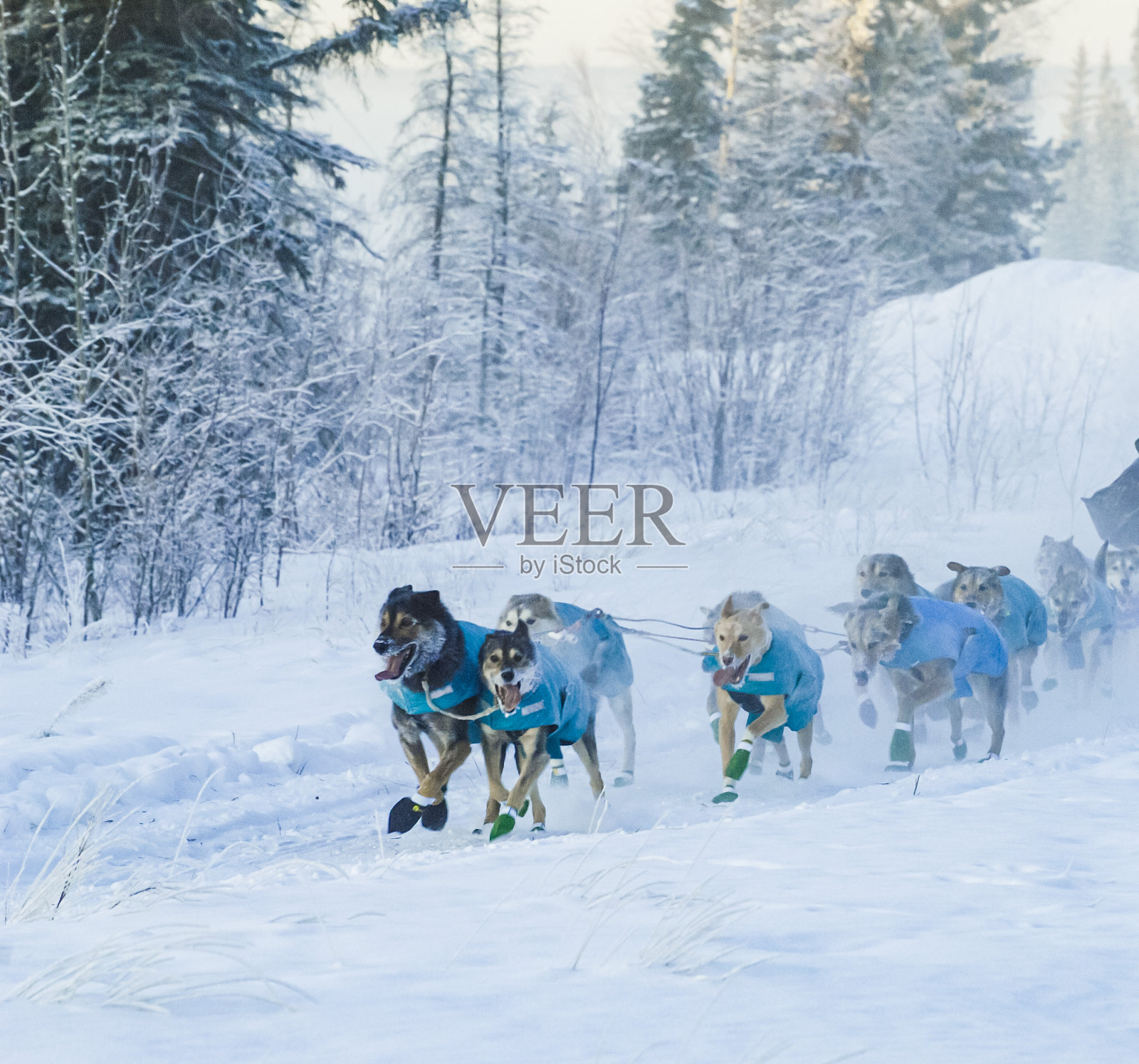 雪橇犬照片摄影图片