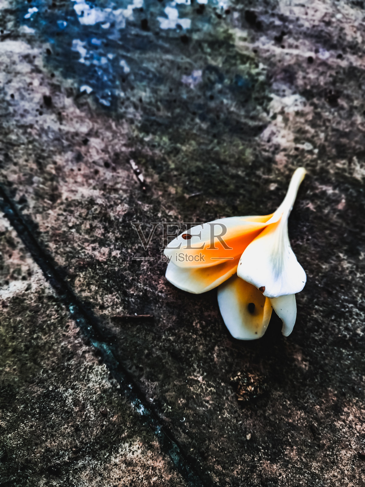 秋天照片摄影图片