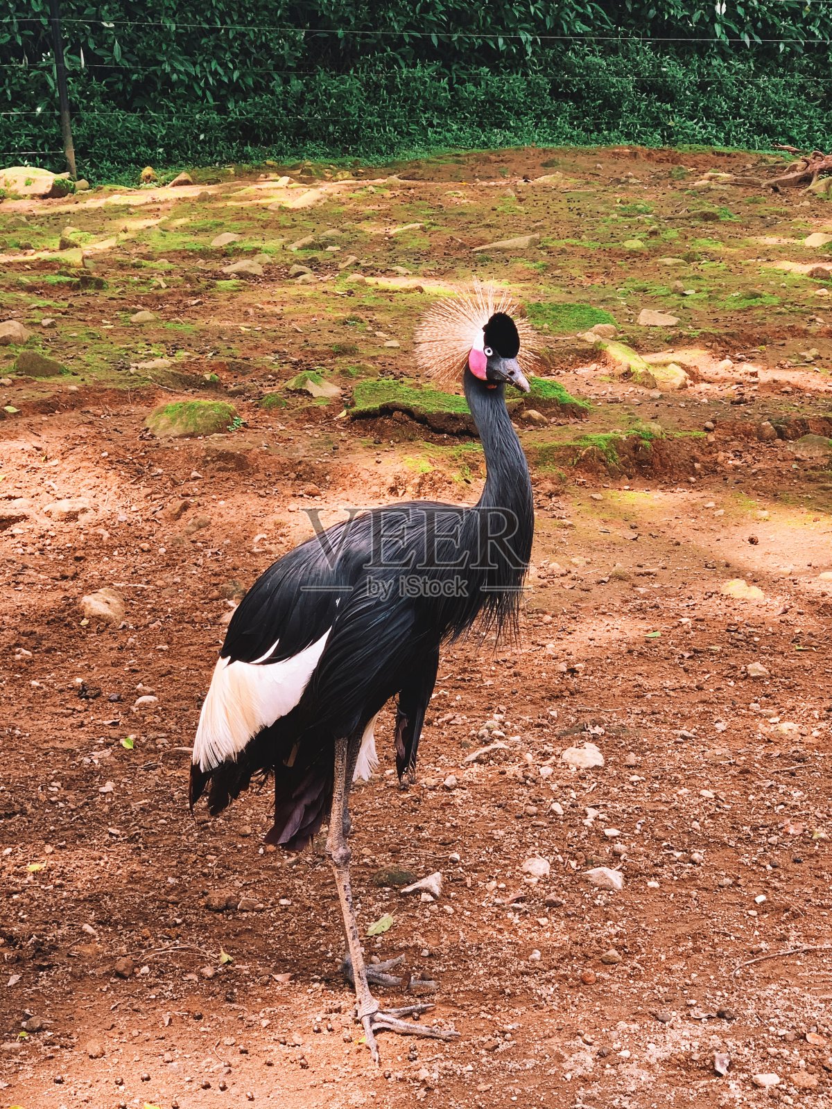 动物园,鸟照片摄影图片