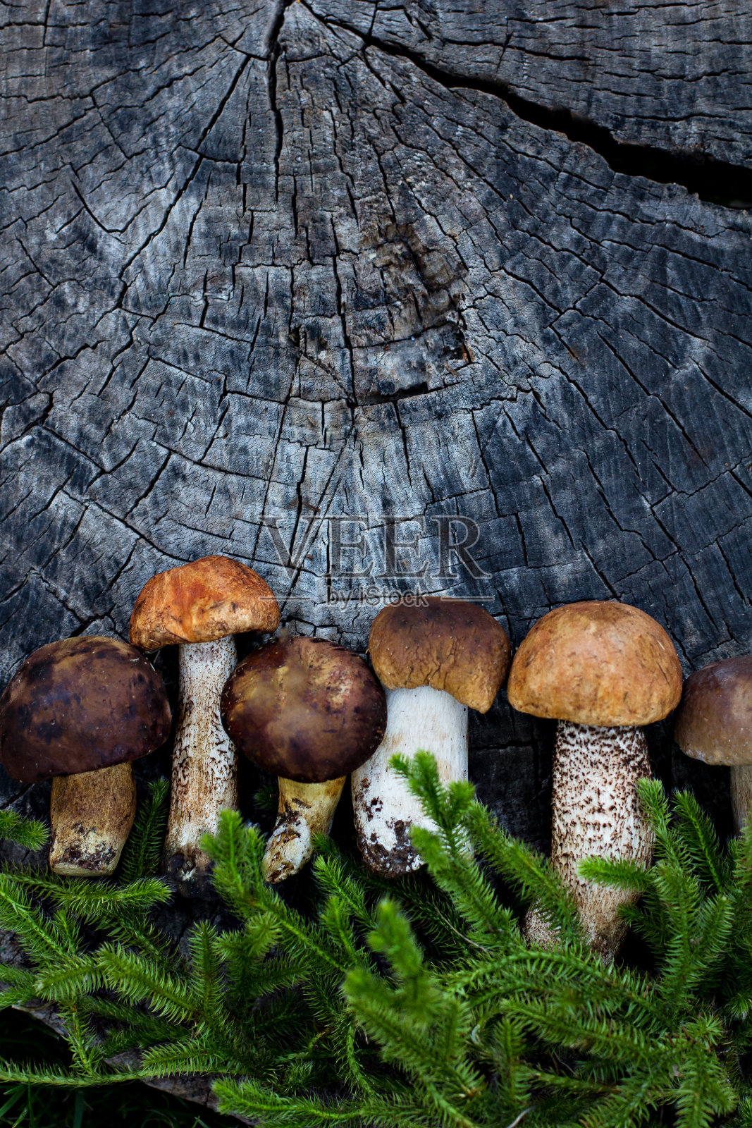 白色的森林蘑菇躺在树桩上。照片摄影图片