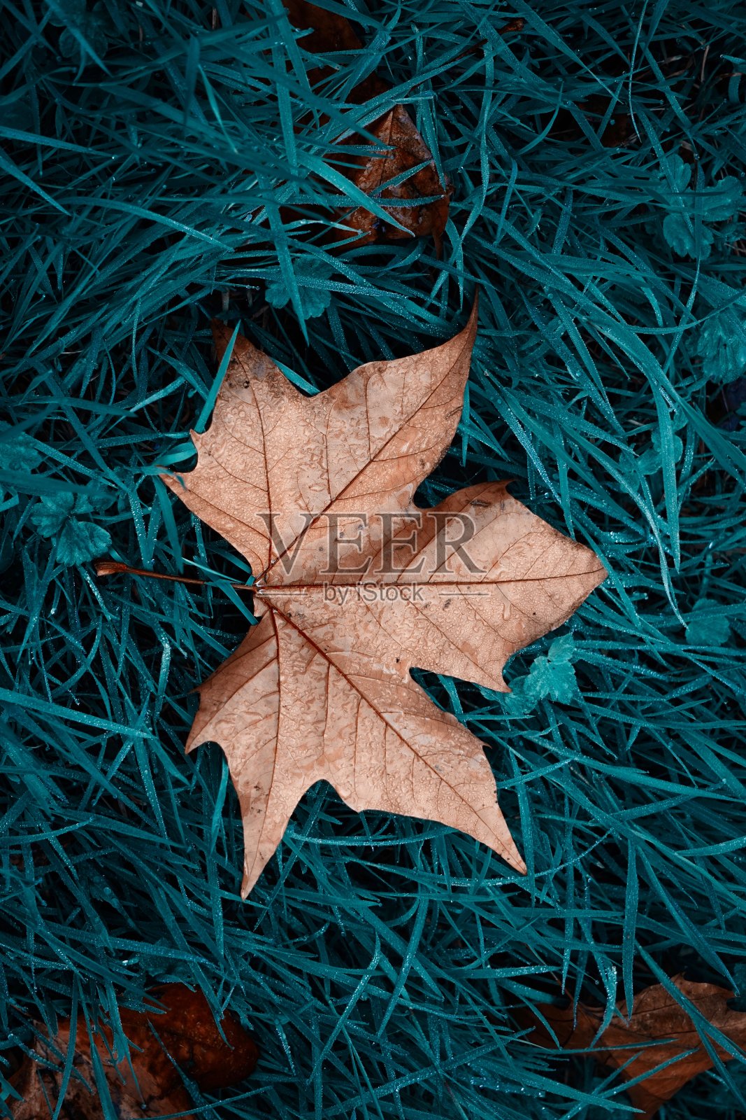 秋天的绿草上棕色的枫叶照片摄影图片