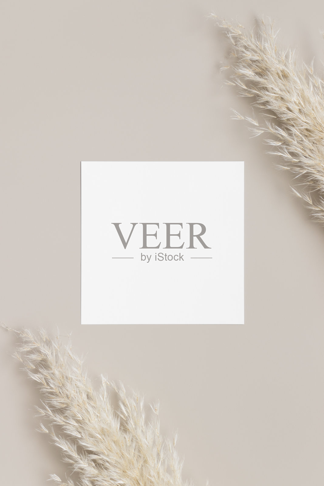 邀请方形卡片模型与潘帕斯草装饰。照片摄影图片