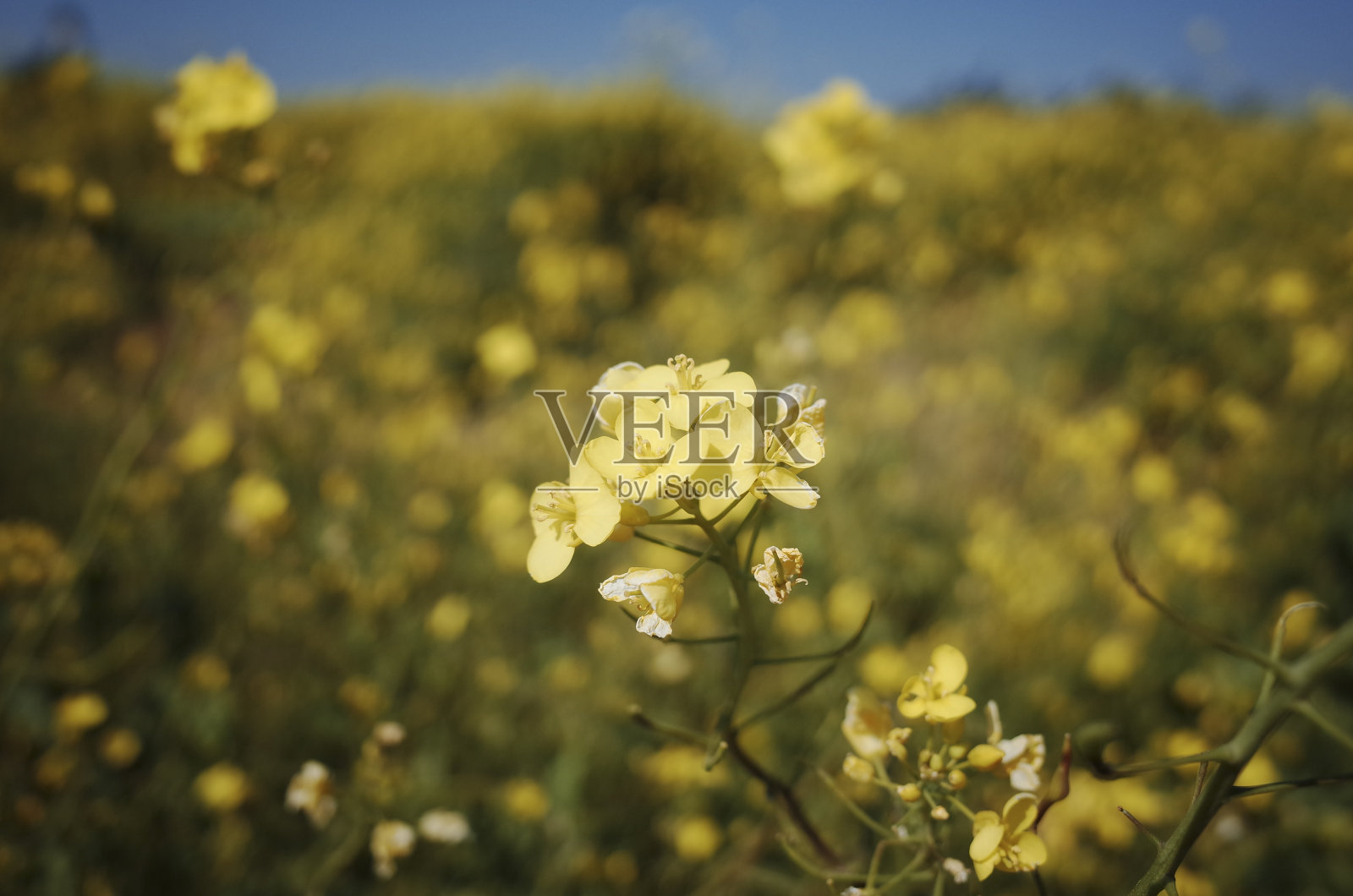 油菜的花照片摄影图片