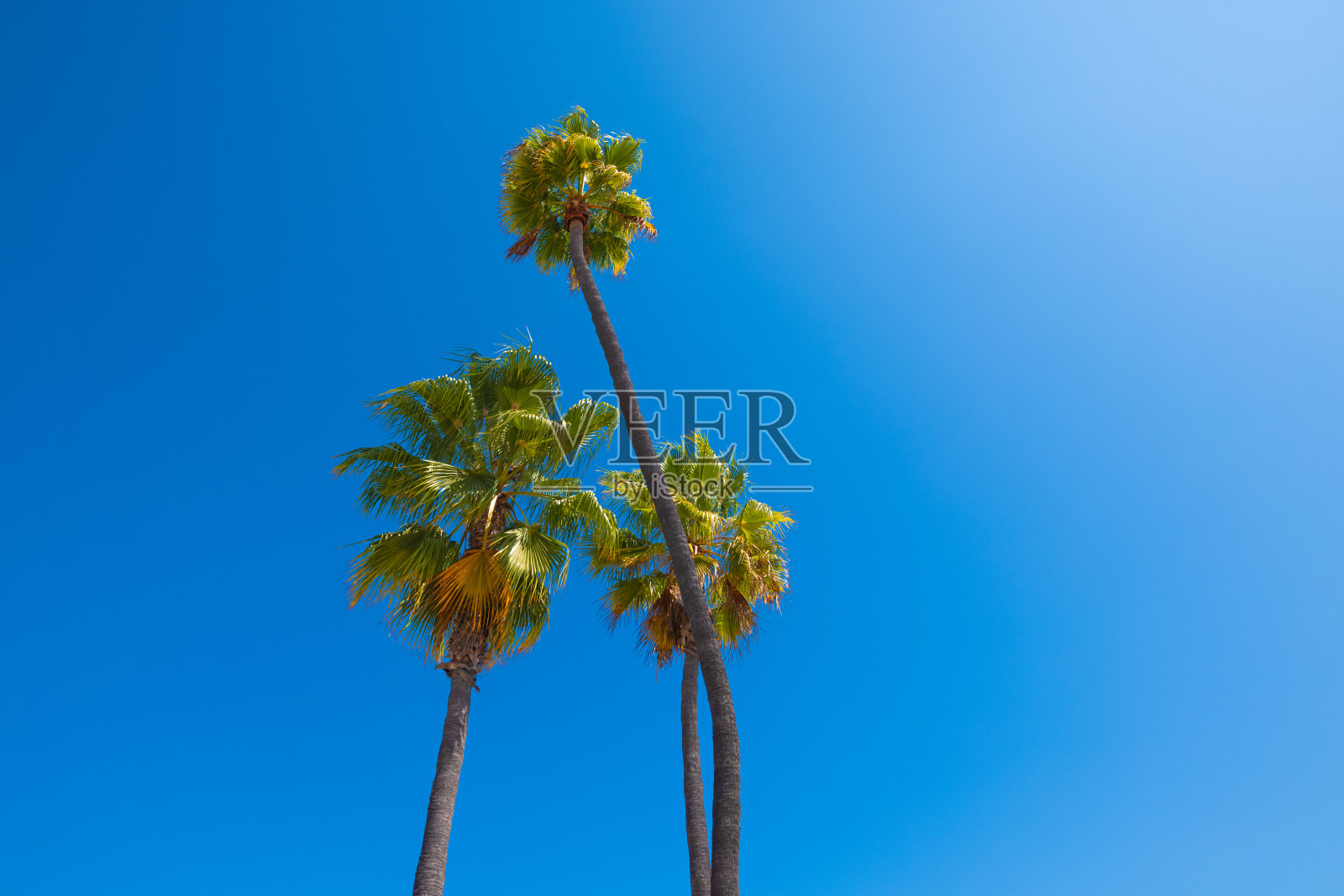 在加利福尼亚的长滩上，阳光照射下的棕榈树照片摄影图片